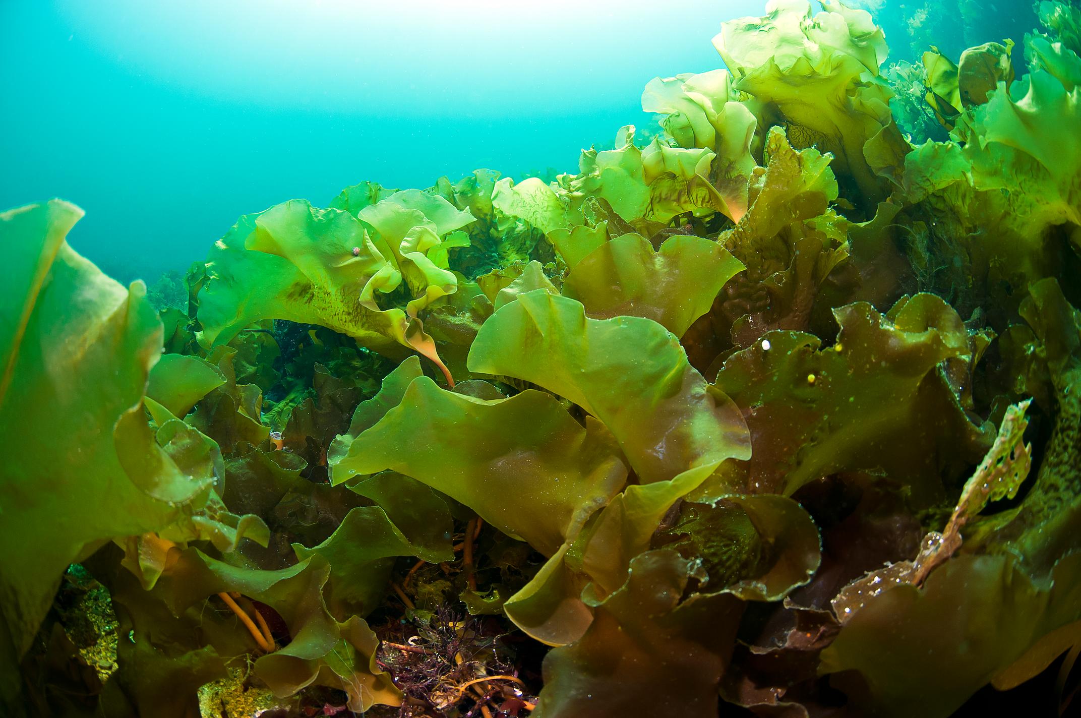 Laminaria saccharina kelp species