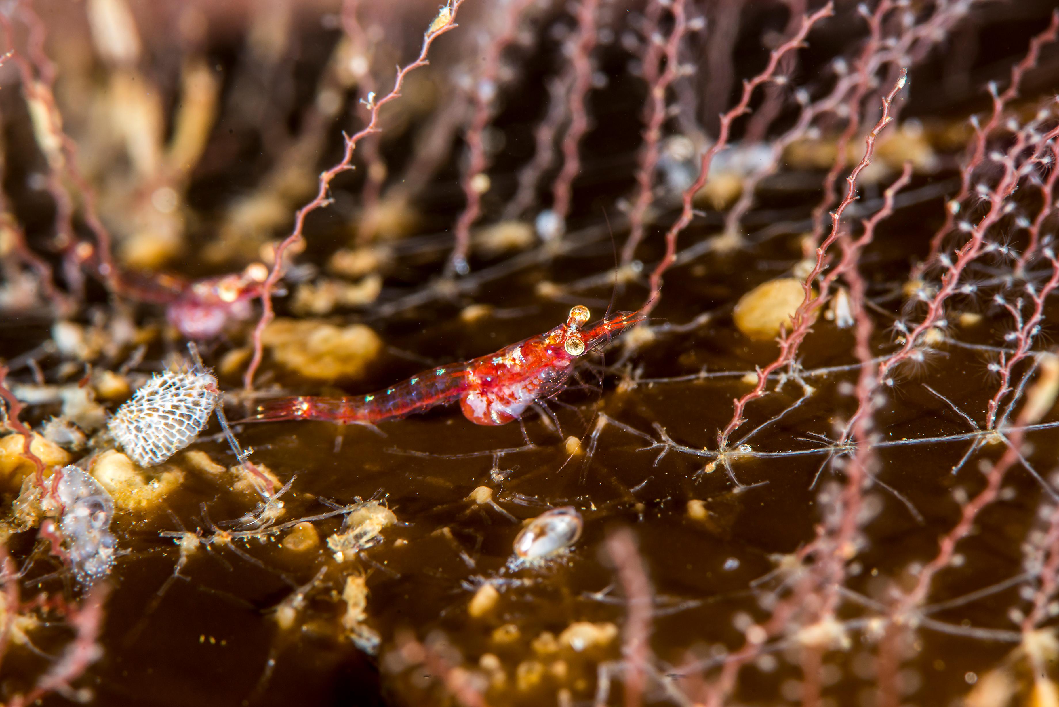 Shrimp