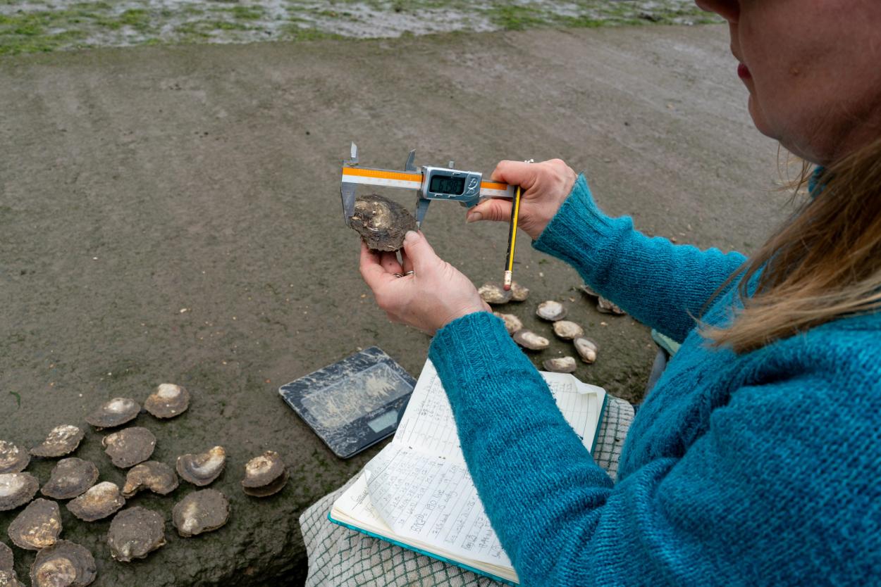 Deploying flat oysters (_Ostrea edulis_) in the Cleddau estuary.