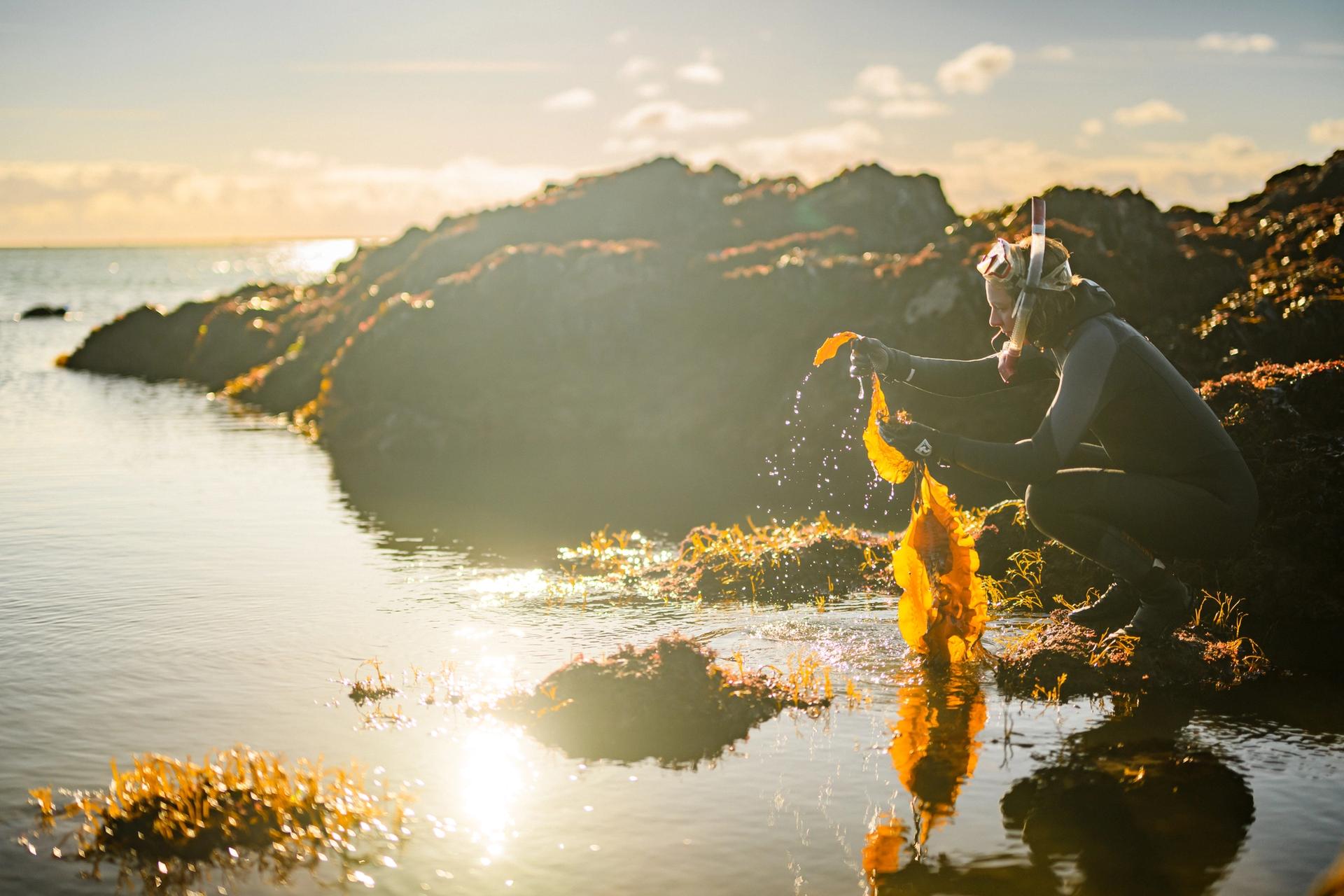 Woman in wetsuit at the water's edge holding a piece of large brown seaweed