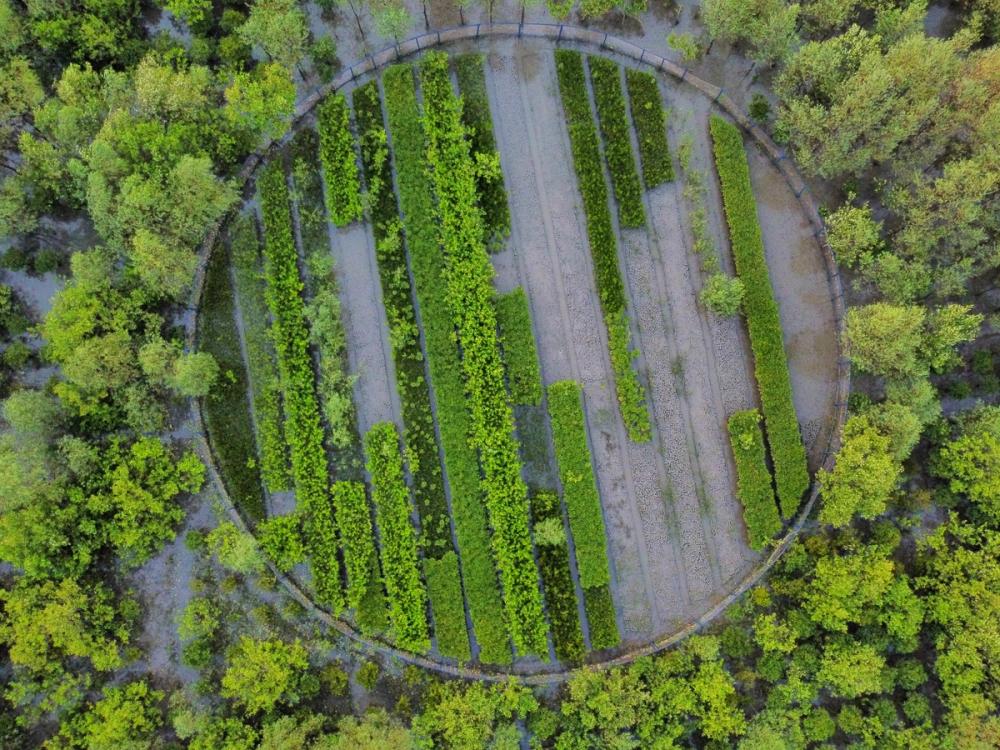 A circular mangrove nursery from above