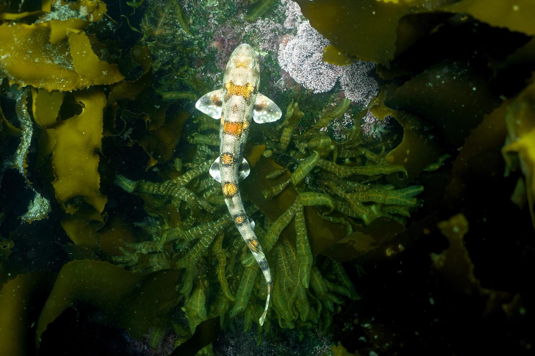 Lurking shyshark at Longbeach in Cape Town