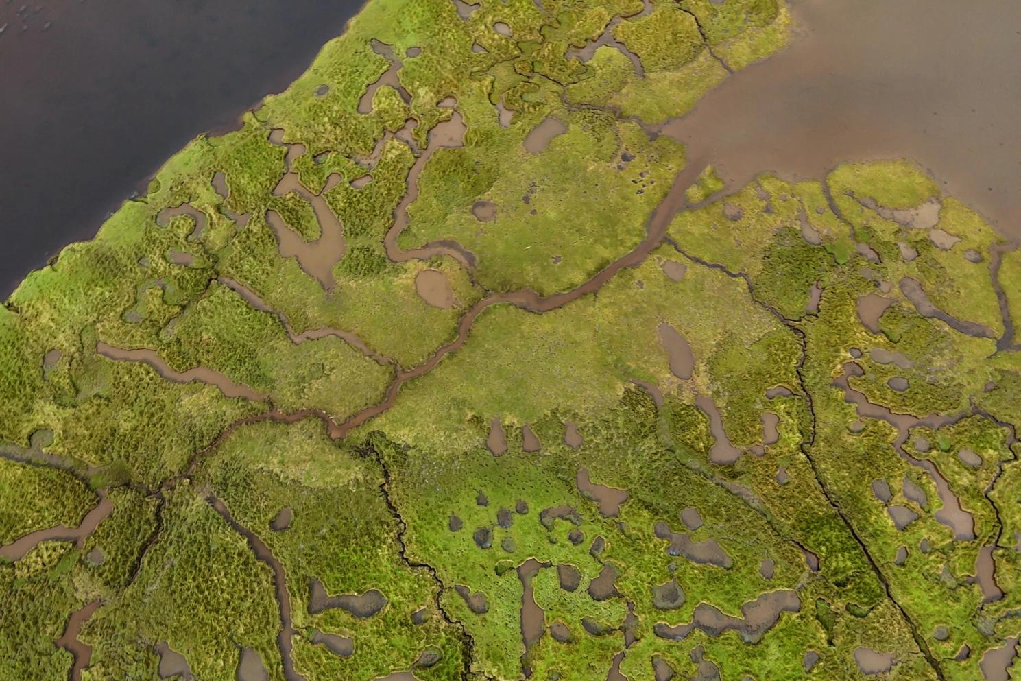 Saltmarshes are coastal wetlands that are flooded and drained by the tides. From above, they appear as a mosaic of land and water, with winding creeks and isolated pools among the low-growing salt-tolerant vegetation of grasses, rushes and seaweeds. They are found throughout the world’s coastal areas where there is low-lying land and a temperate climate. Photo: Lou Luddington