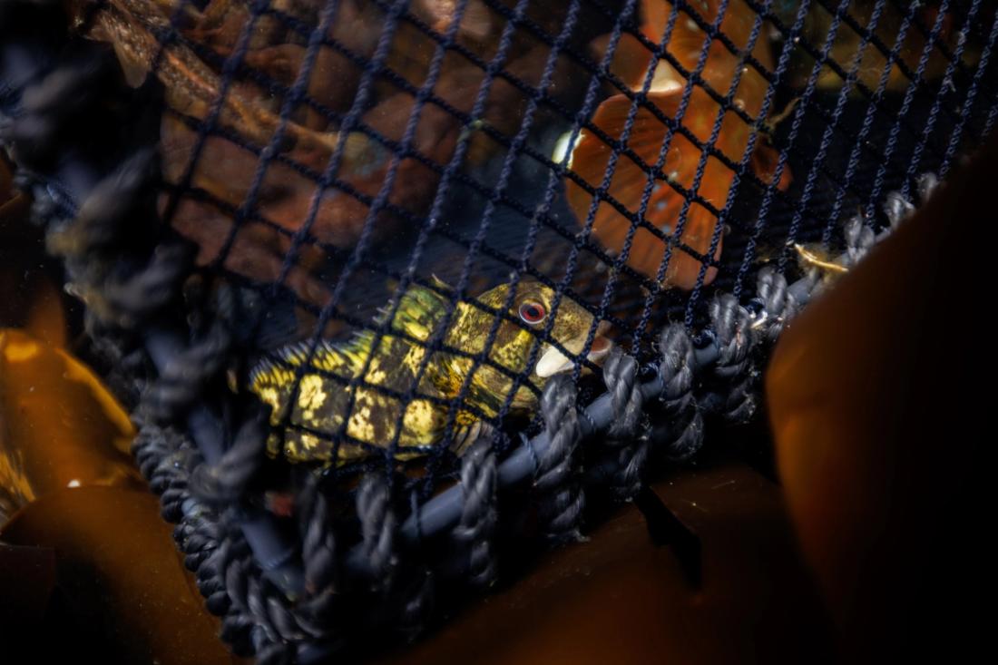 A fish caught in a net