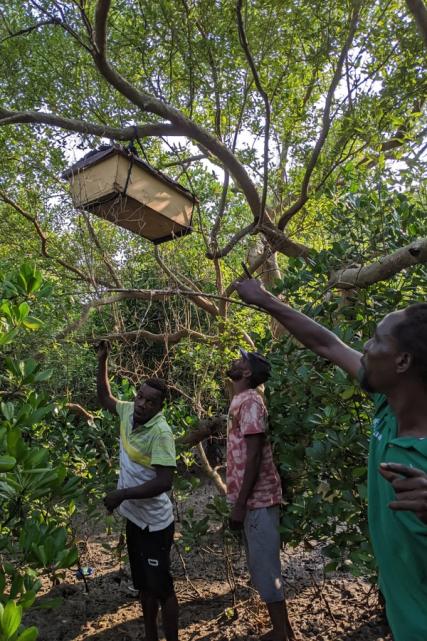 Beekeeping setup in the forest