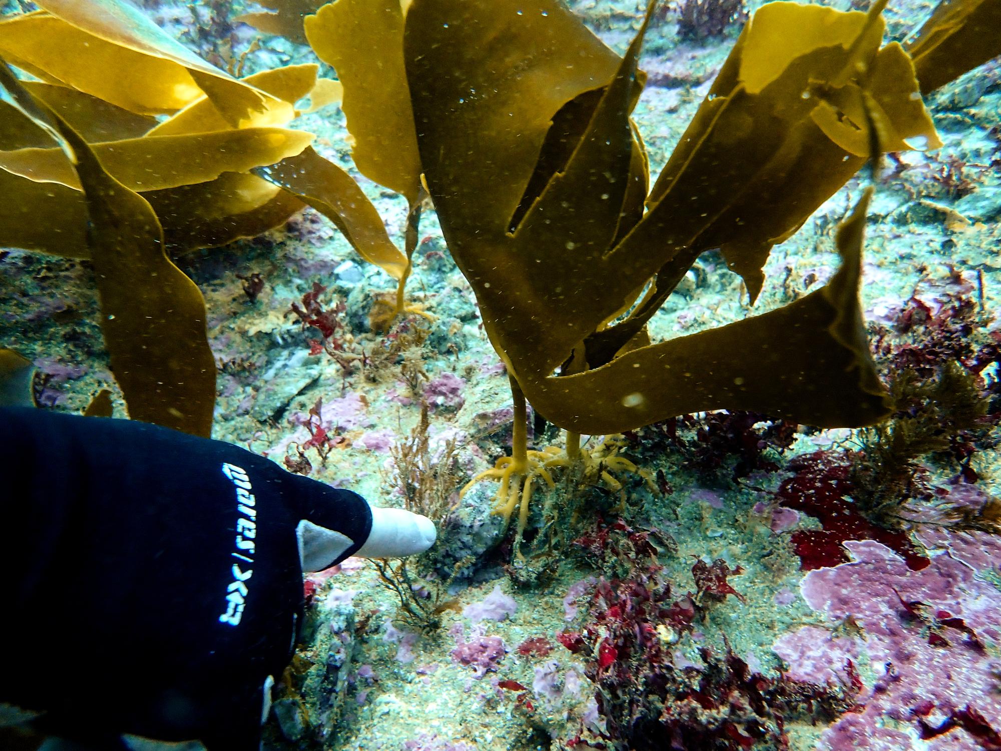 Measuring growth of small kelp from green gravelling