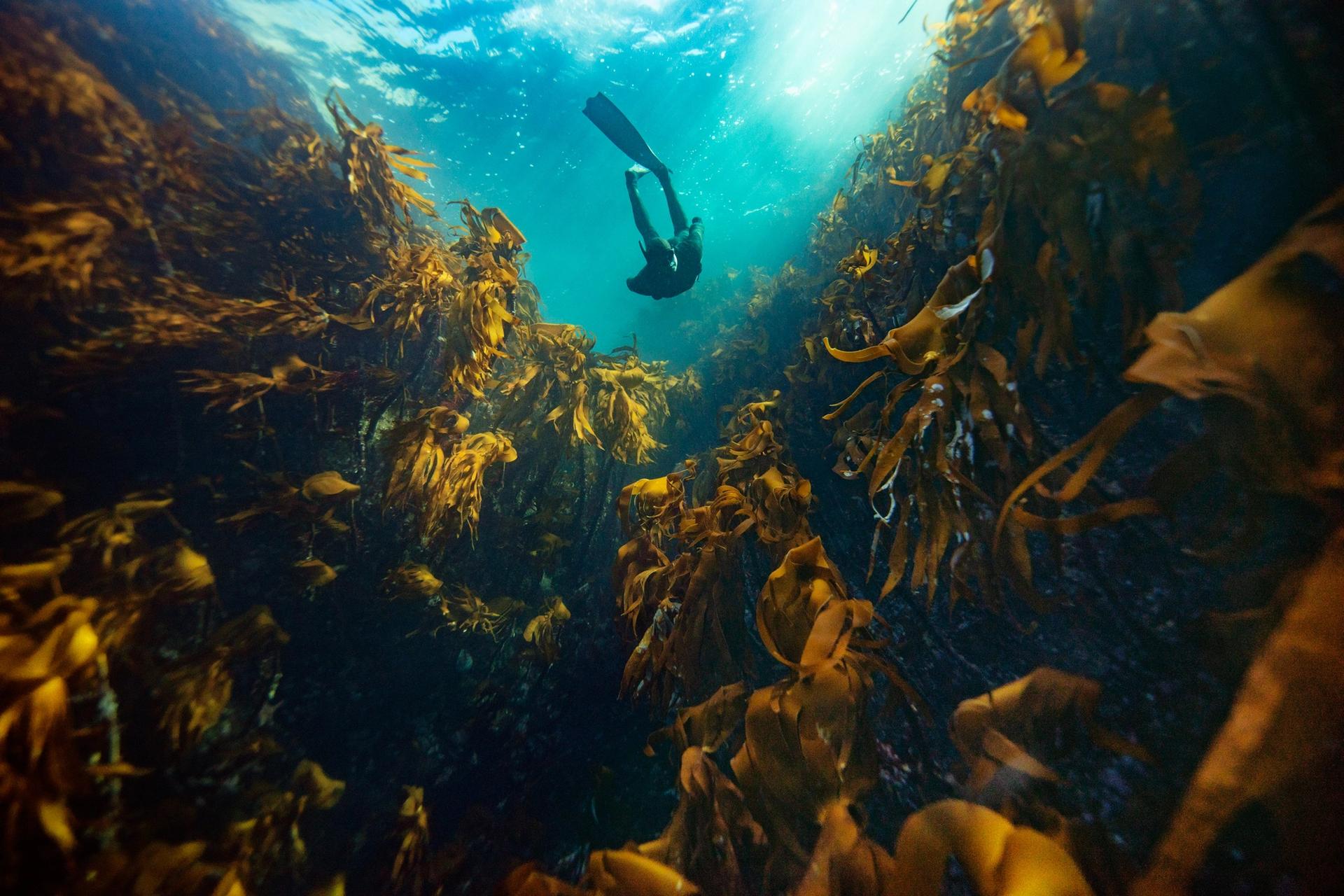 Kelp forest © Aleksander Nordahl