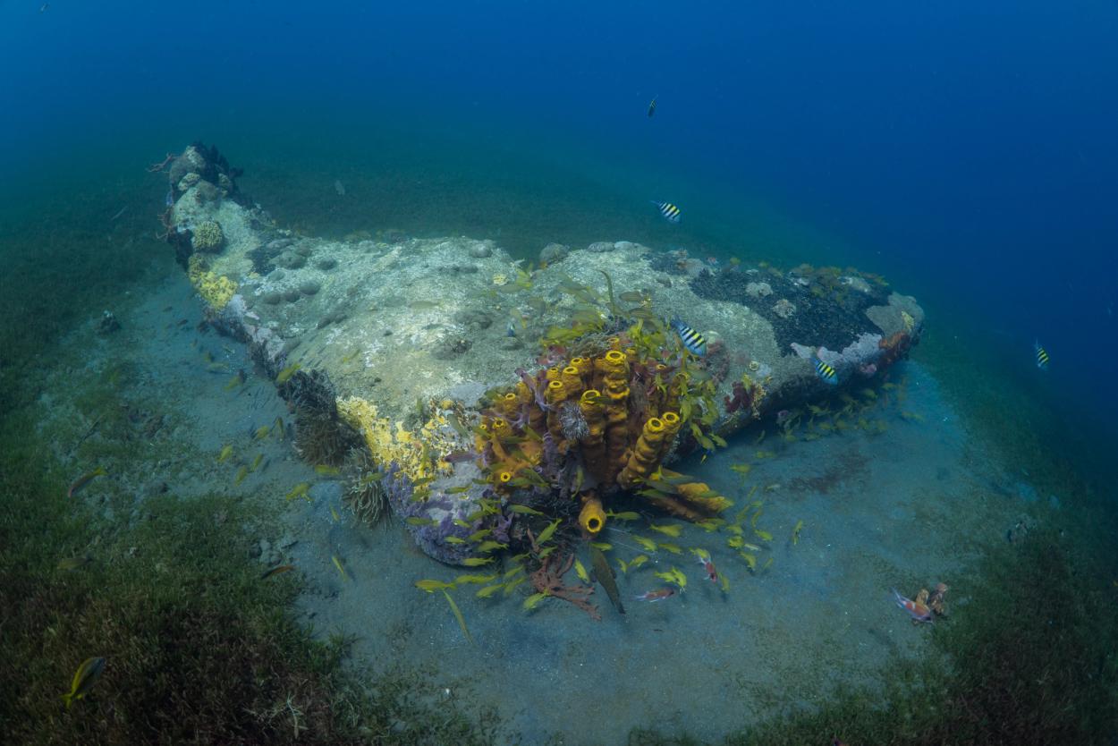 The tail fin of an underwater mermaid sculpture teeming with marine life.