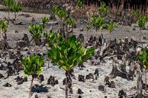 Mangrove saplings