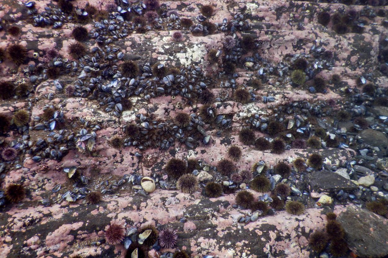 Urchin barrens underwater