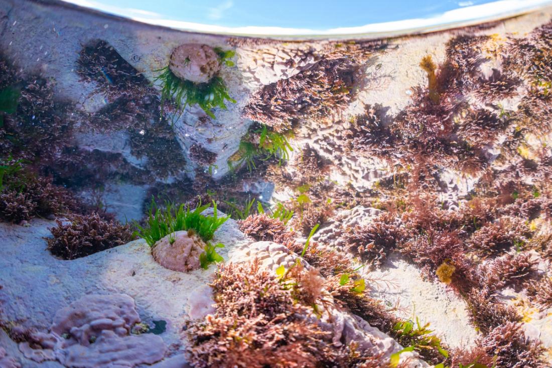 Reflections of life in a rocky tide pool