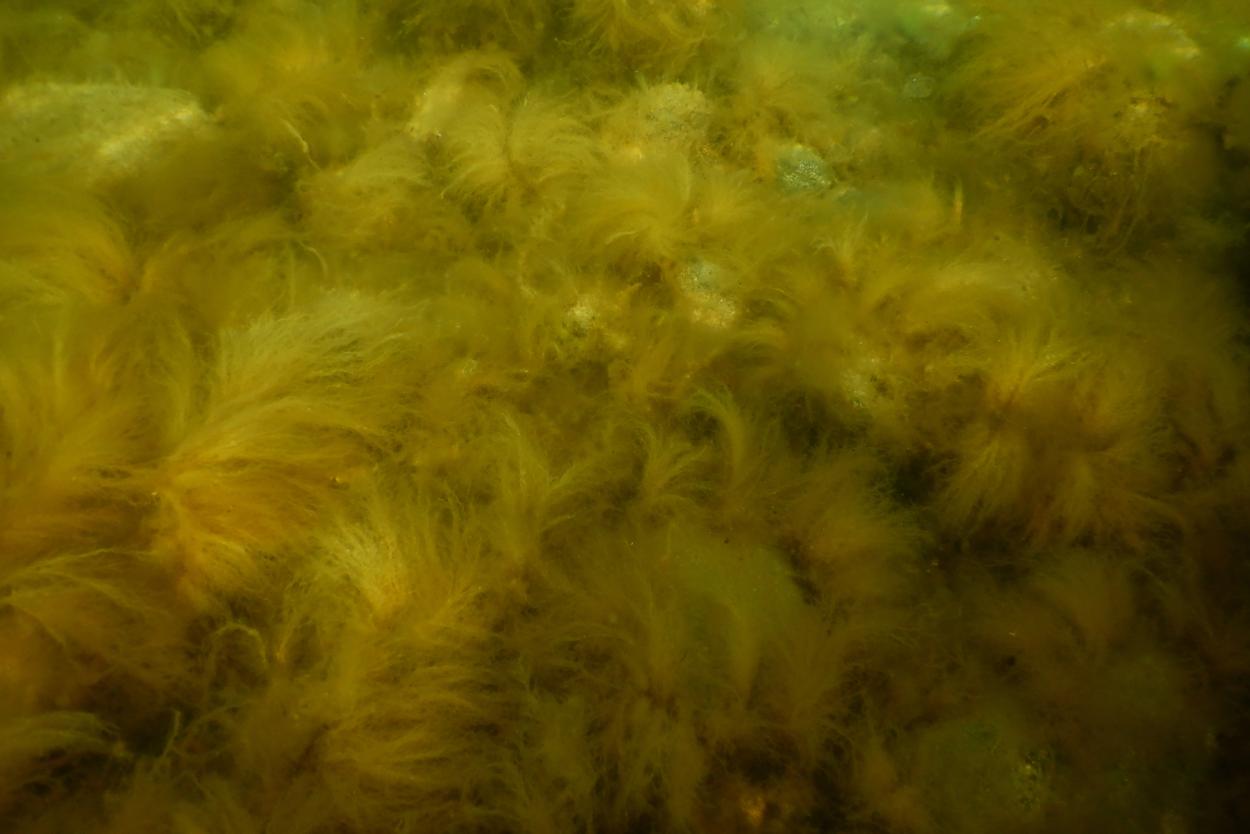 Filamentous algae overgrowth