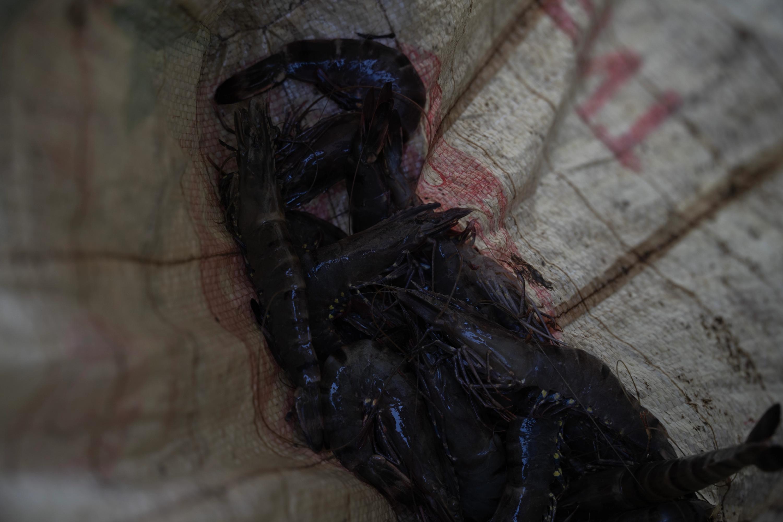 black tiger shrimps in a sack