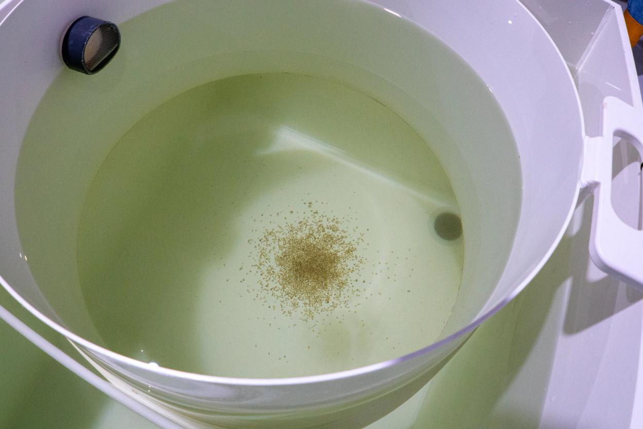 Healthy spat in algae-laden water in the hatchery