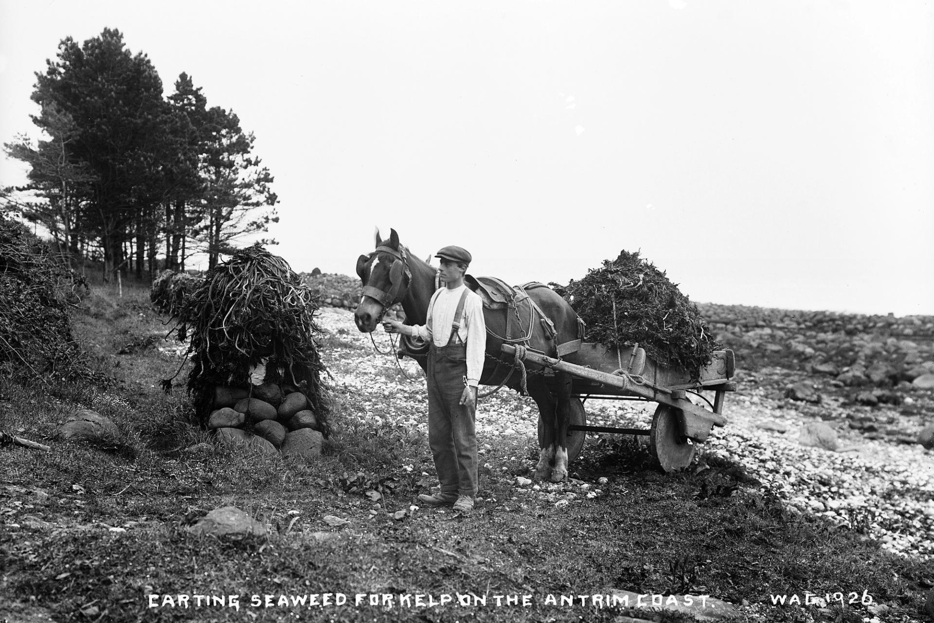 Carting seaweed for kelp on the Antrim coast in 1926 