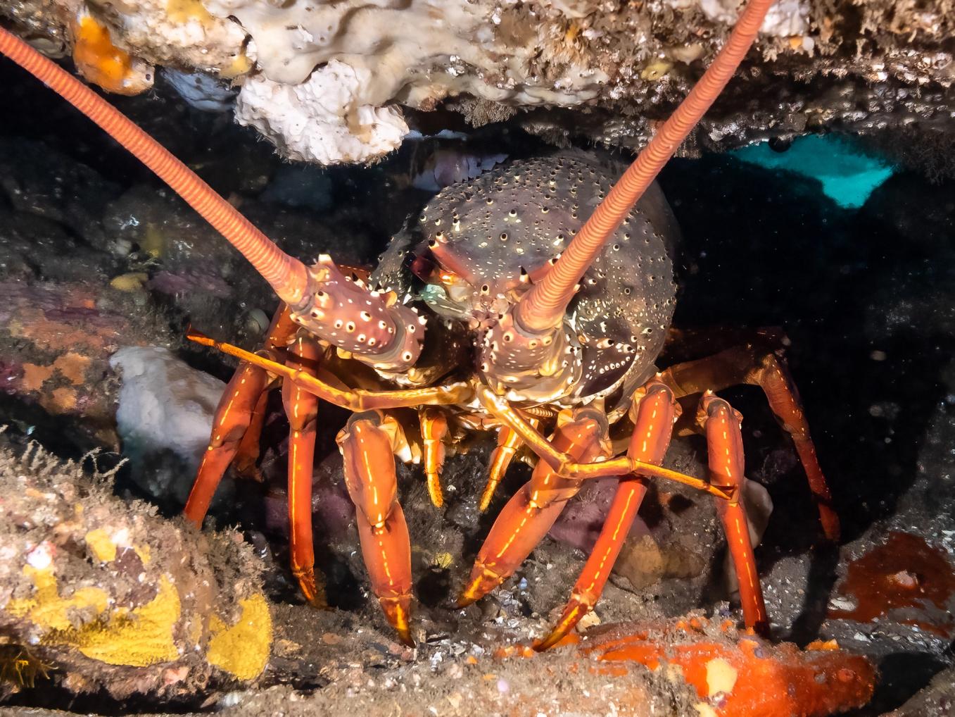 Close-up of a lobster showing two pairs of antennae