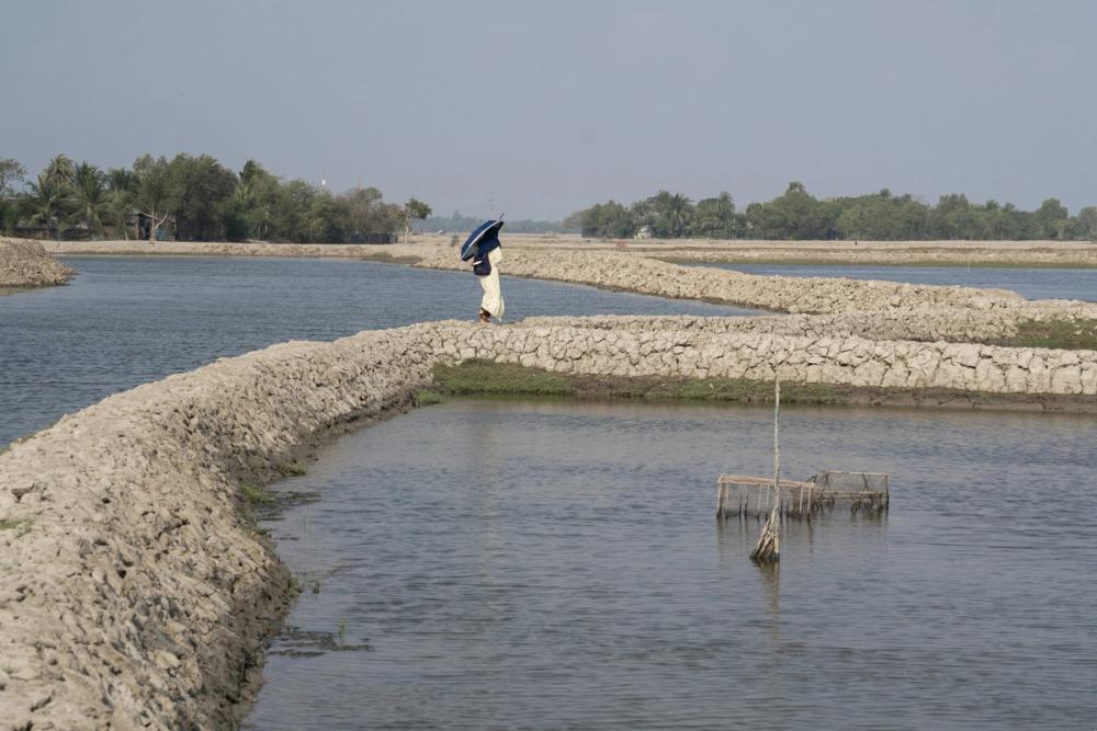 A woman walks on the aisle separating shrimp ponds.