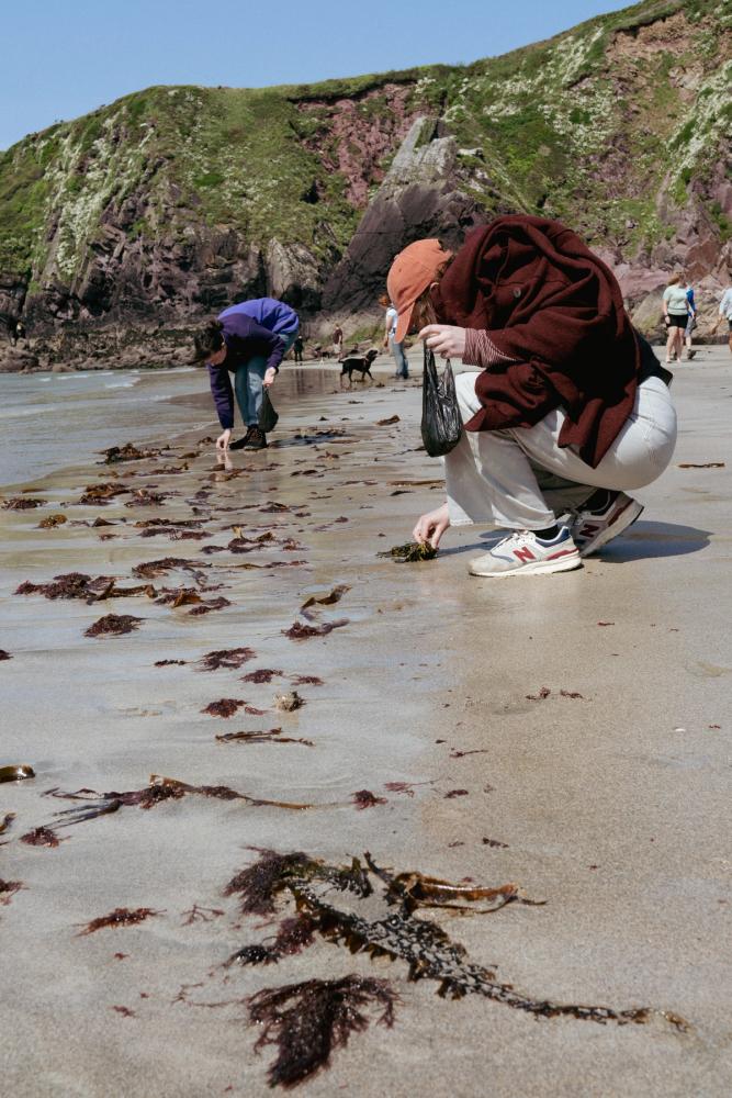 Picking up seaweed on a sandy beach