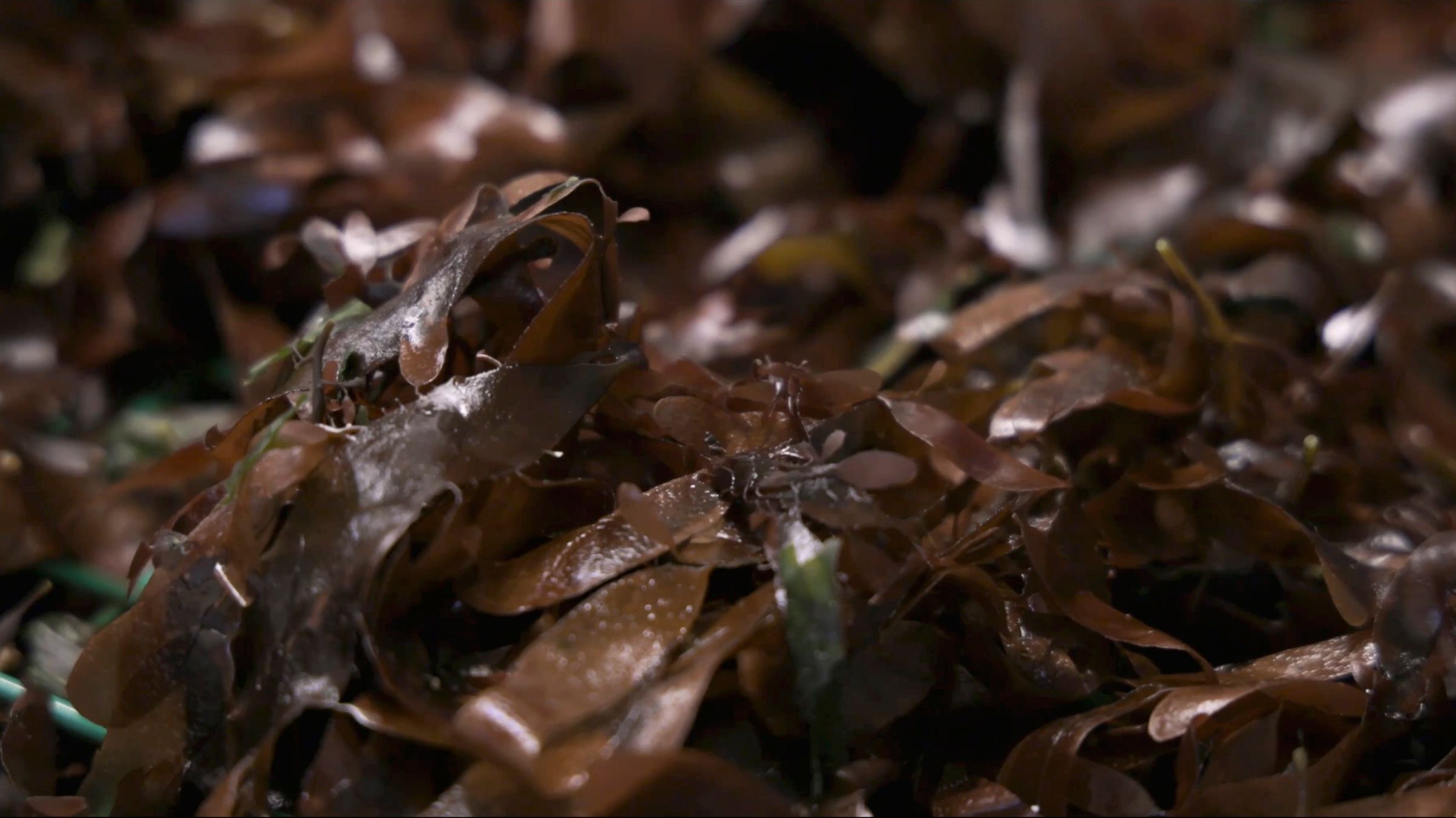 Fresh dulse seaweed ready to be dried