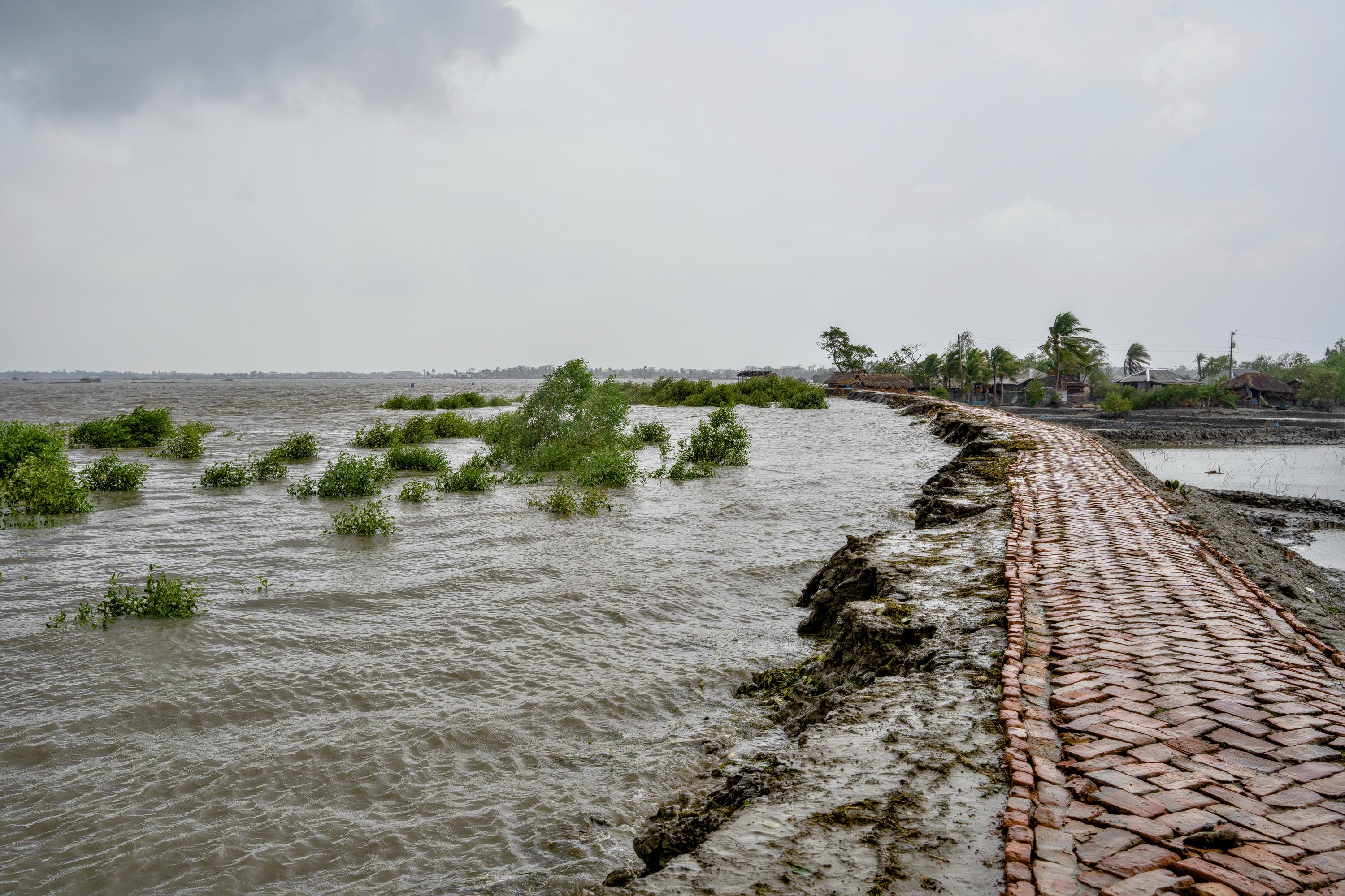 A mangrove plantation alongside a coastal embankment