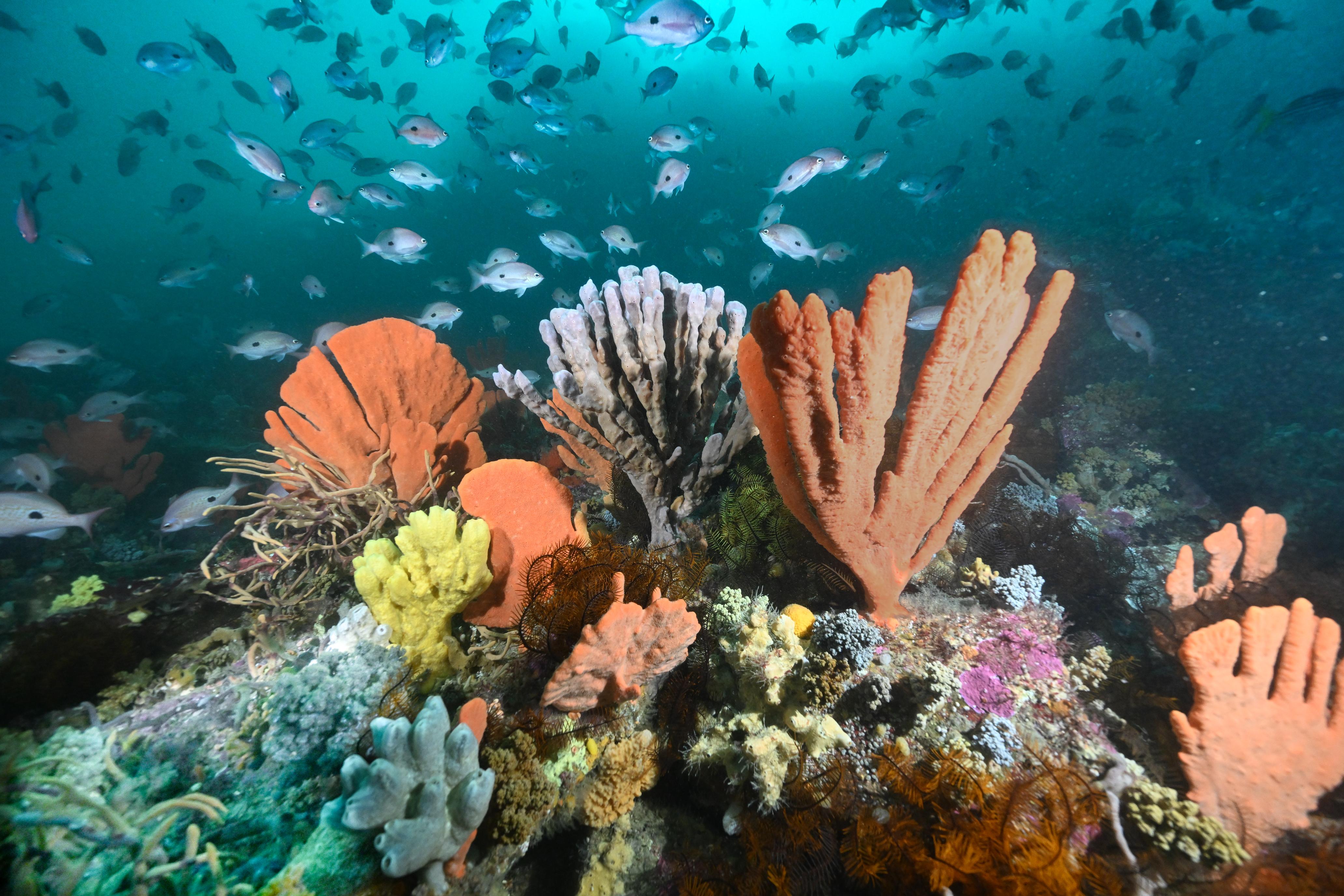 An underwater garden of sponges of different shapes and colours