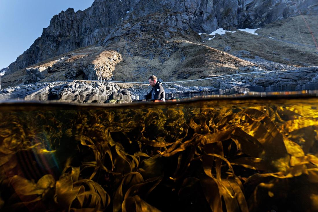 Half the frame is above the surface of the sea, showing a man waist-deep in the water. The rest is below the surface, showing a kelp forest.