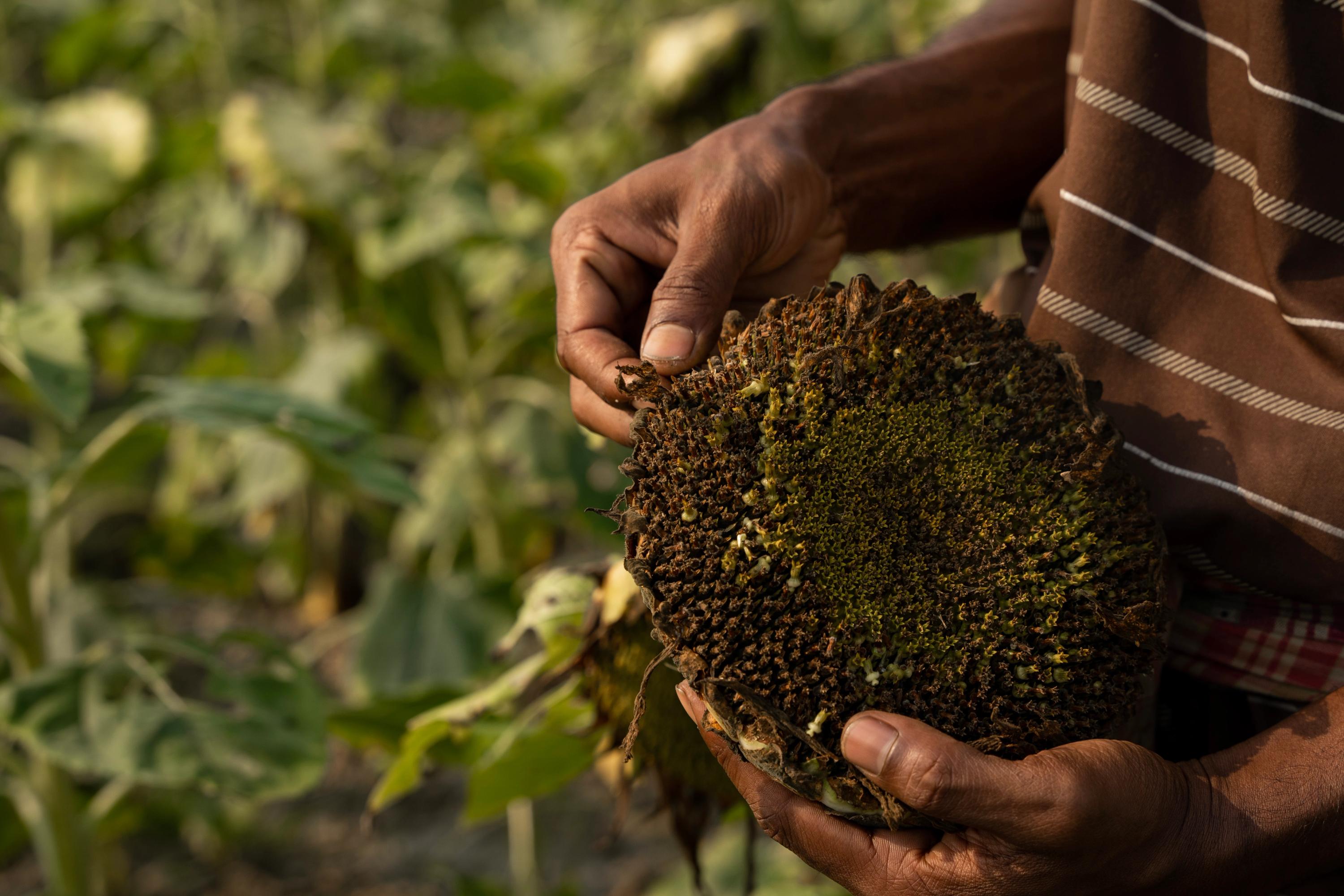 A pair of hands holds a mature sunflower head