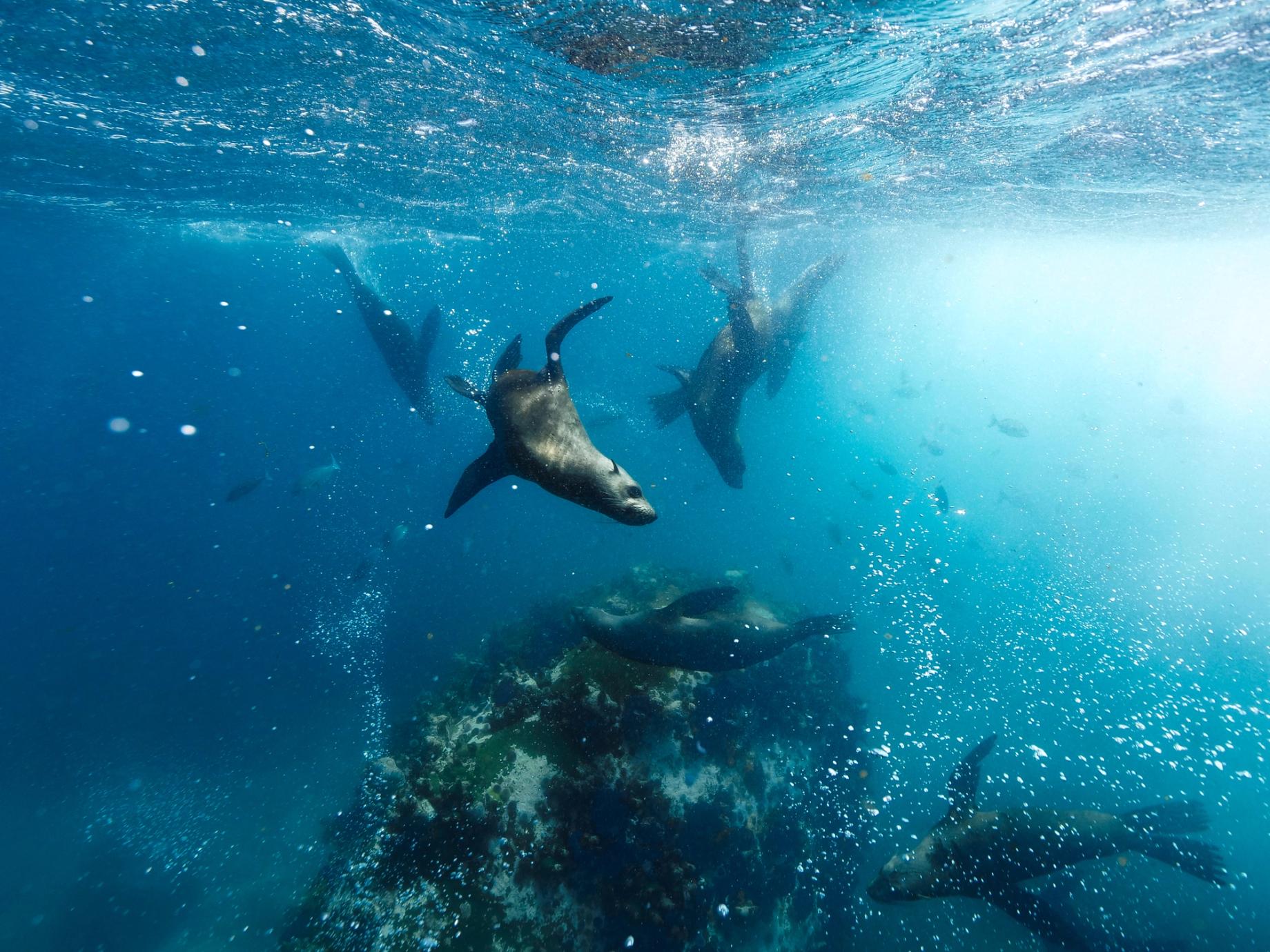 Friendly Cape Fur Seals at Partridge Point in Cape Town