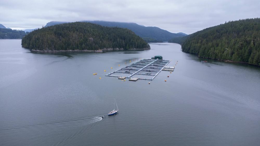 Aerial view of open net salmon farm and sailing boat
