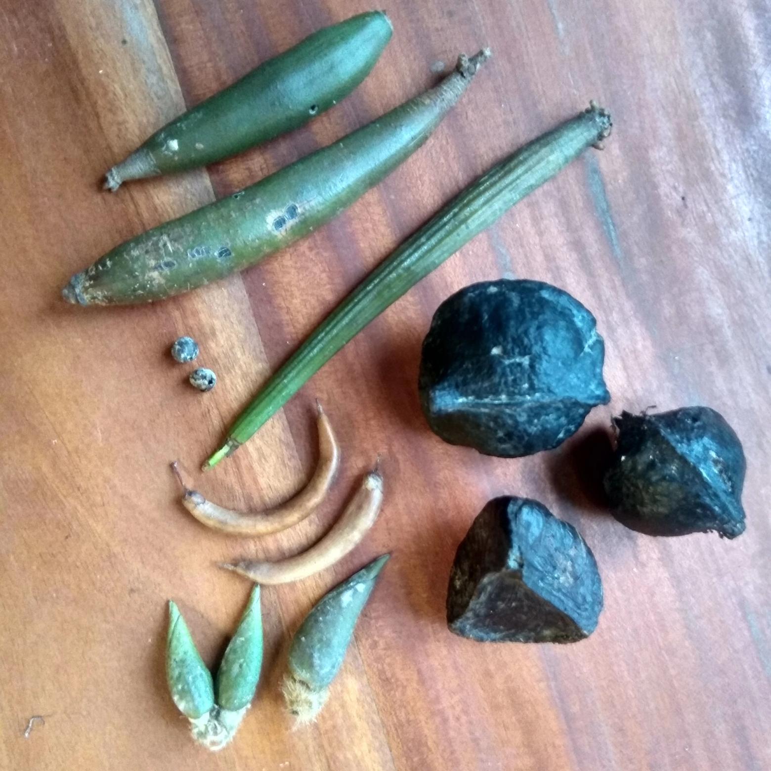 A selection of mangrove seeds