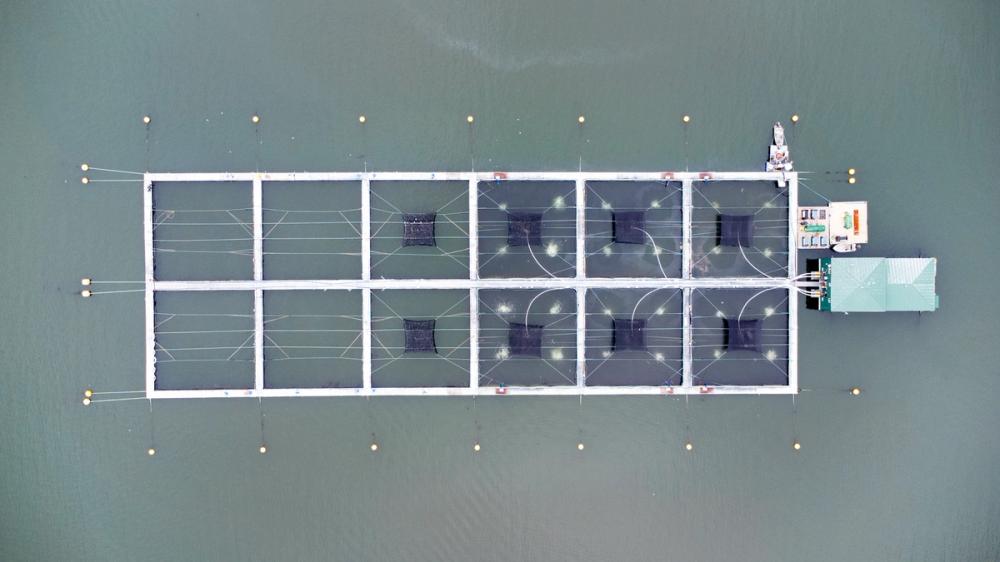 Open net salmon farm from above