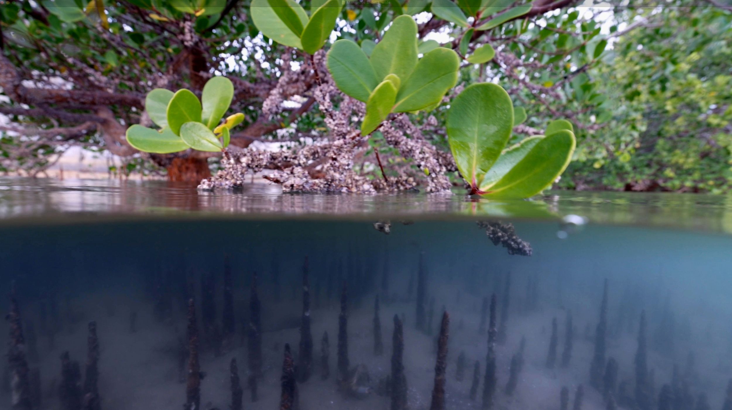Mangrove over and under image from Mozambique