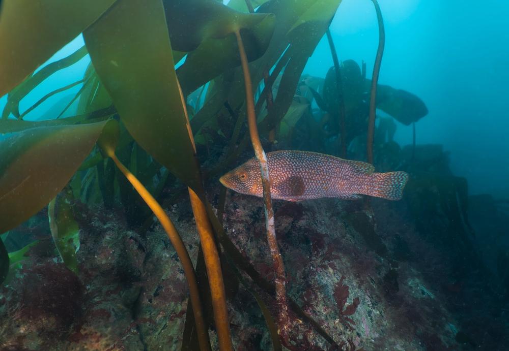 Fish in the kelp from Madison UK