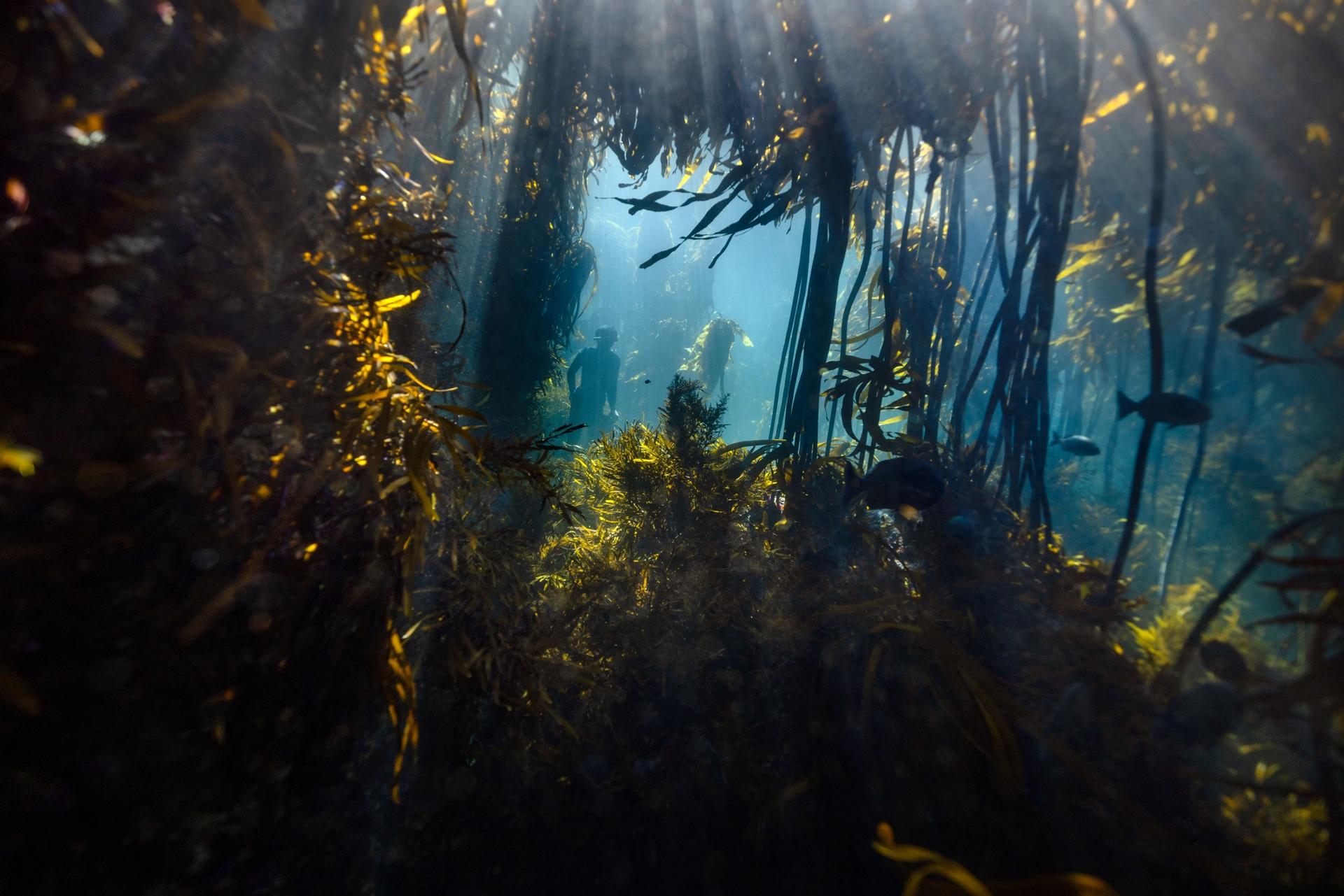 Freediver among the kelp of an underwater forest in south Africa