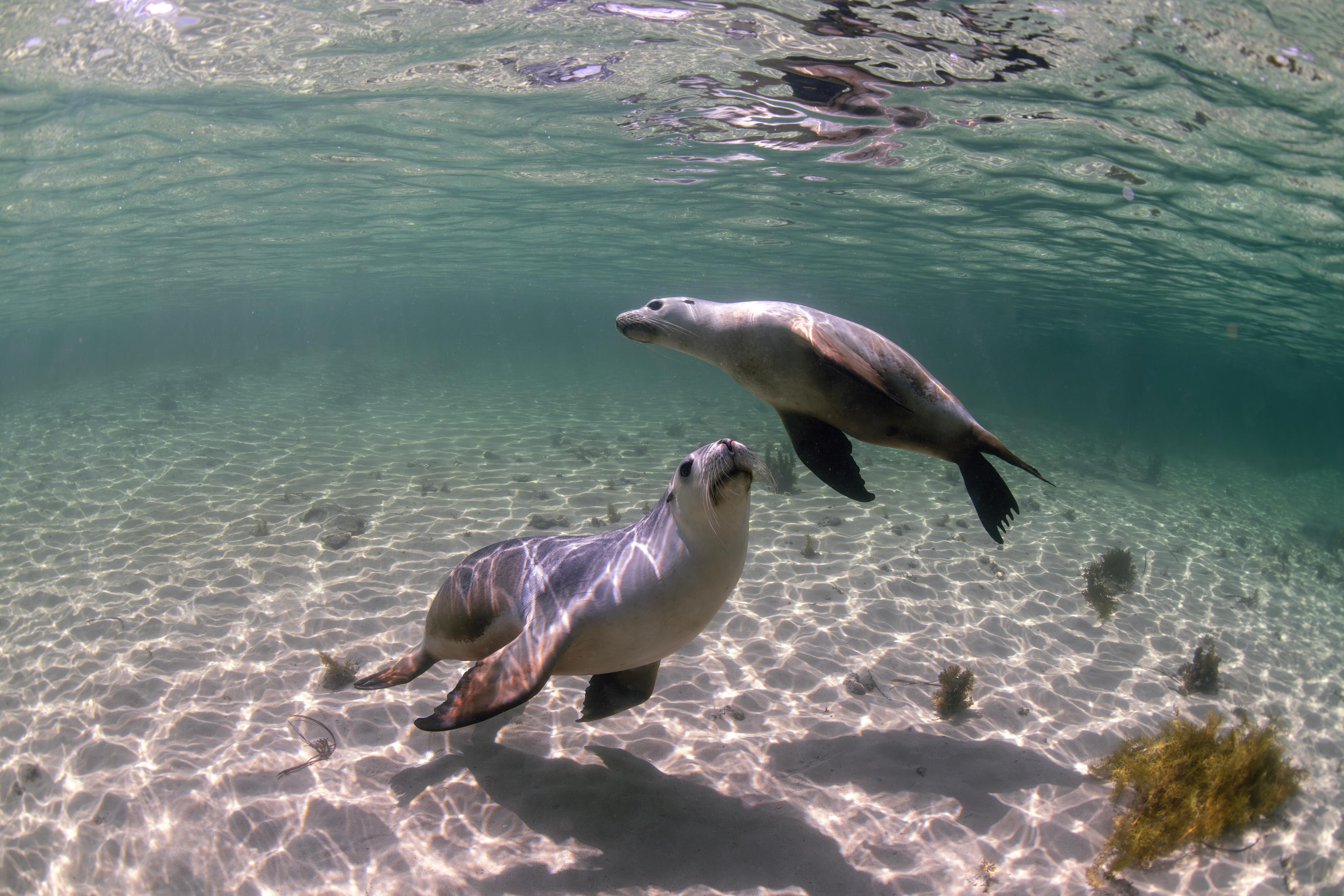 A pair of sea lions on a sandy seabed