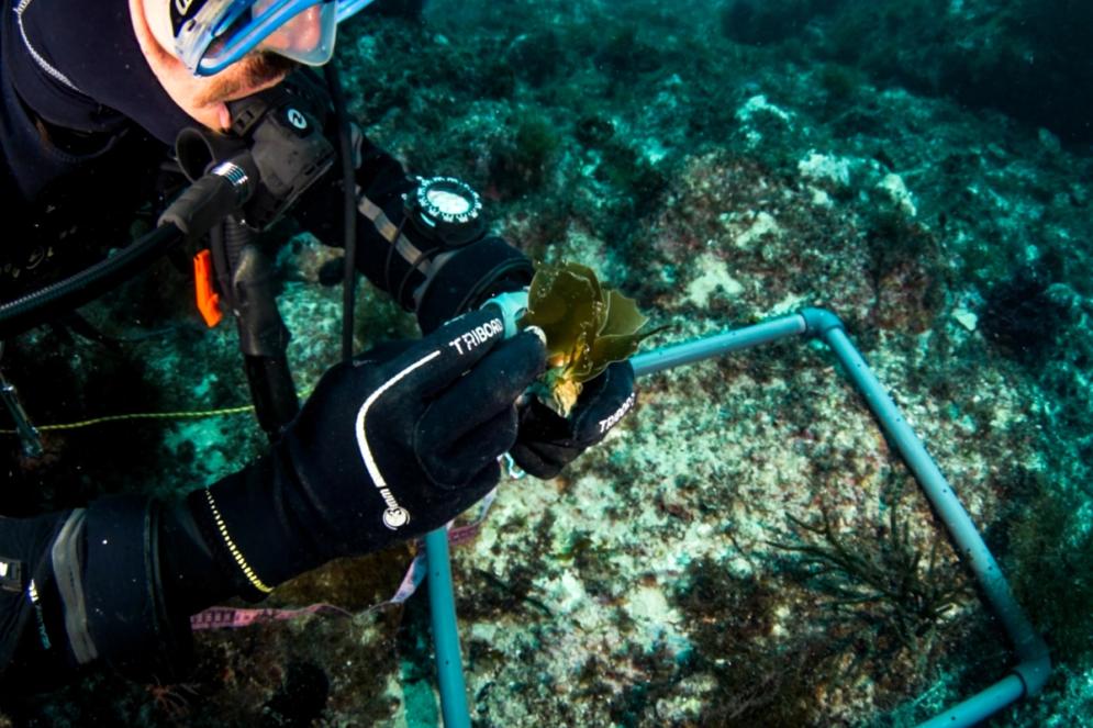 Scuba diver from SeaForester looking at baby kelp