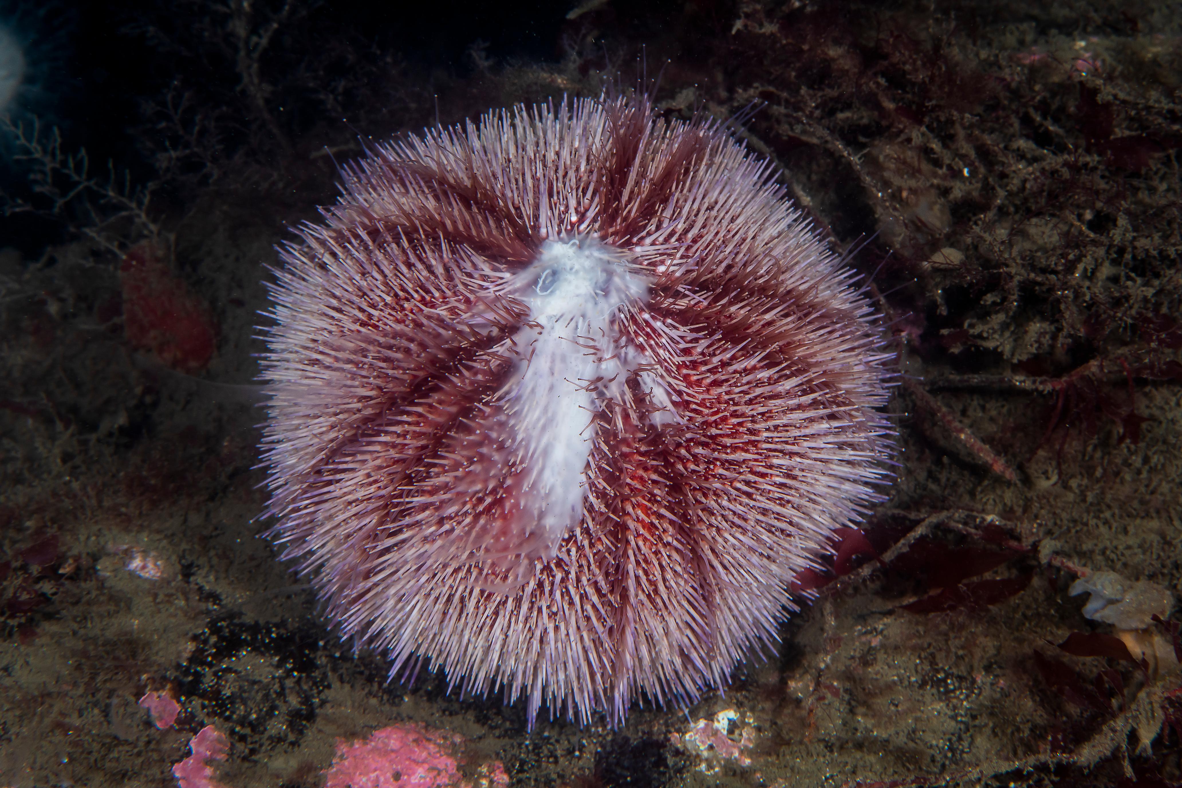 Red sea urchin spawning. ©Erling Svensen