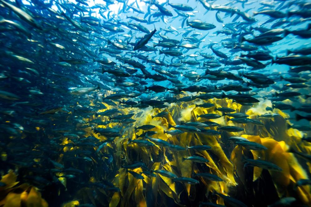 fish in kelp forest