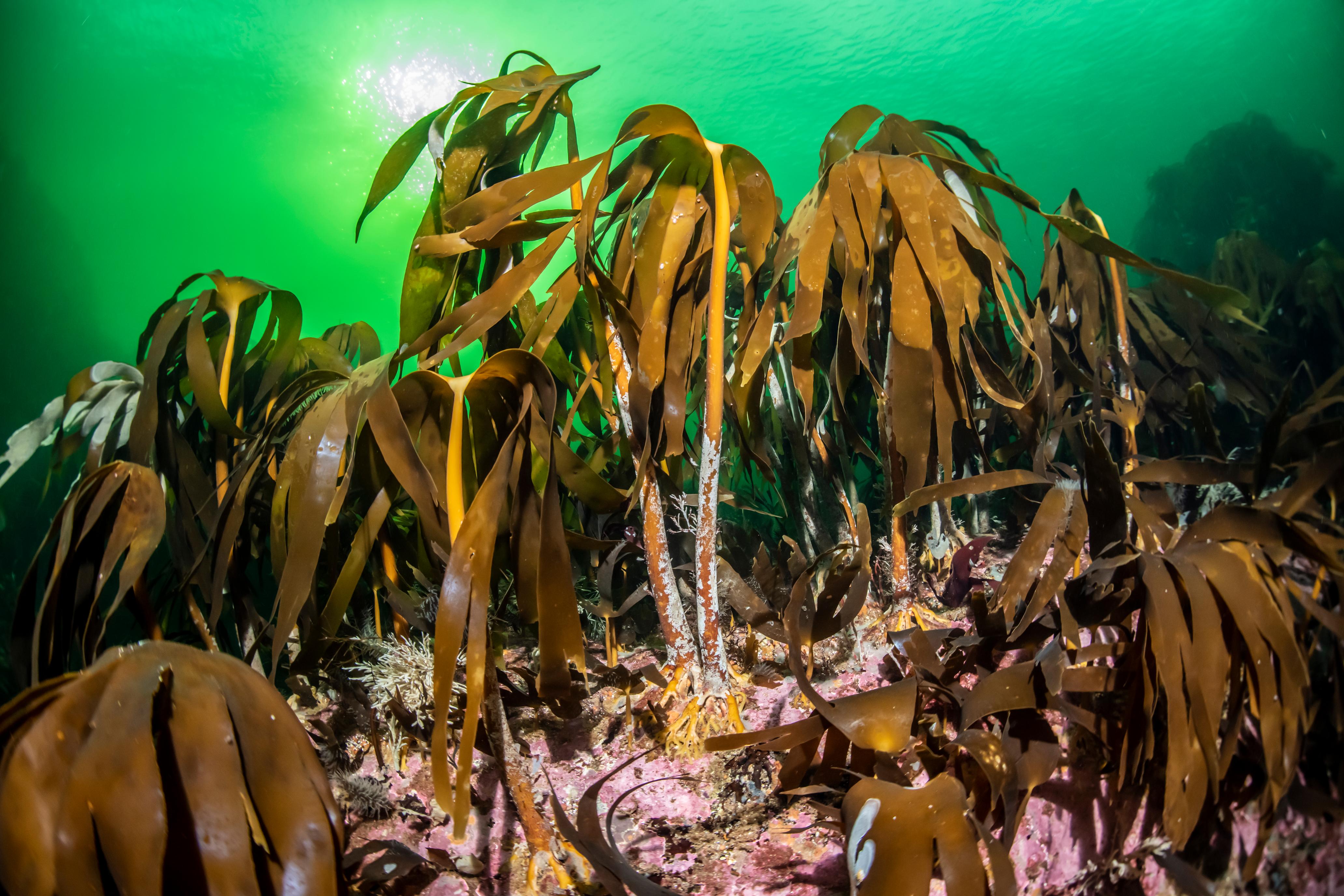 Kelp forest