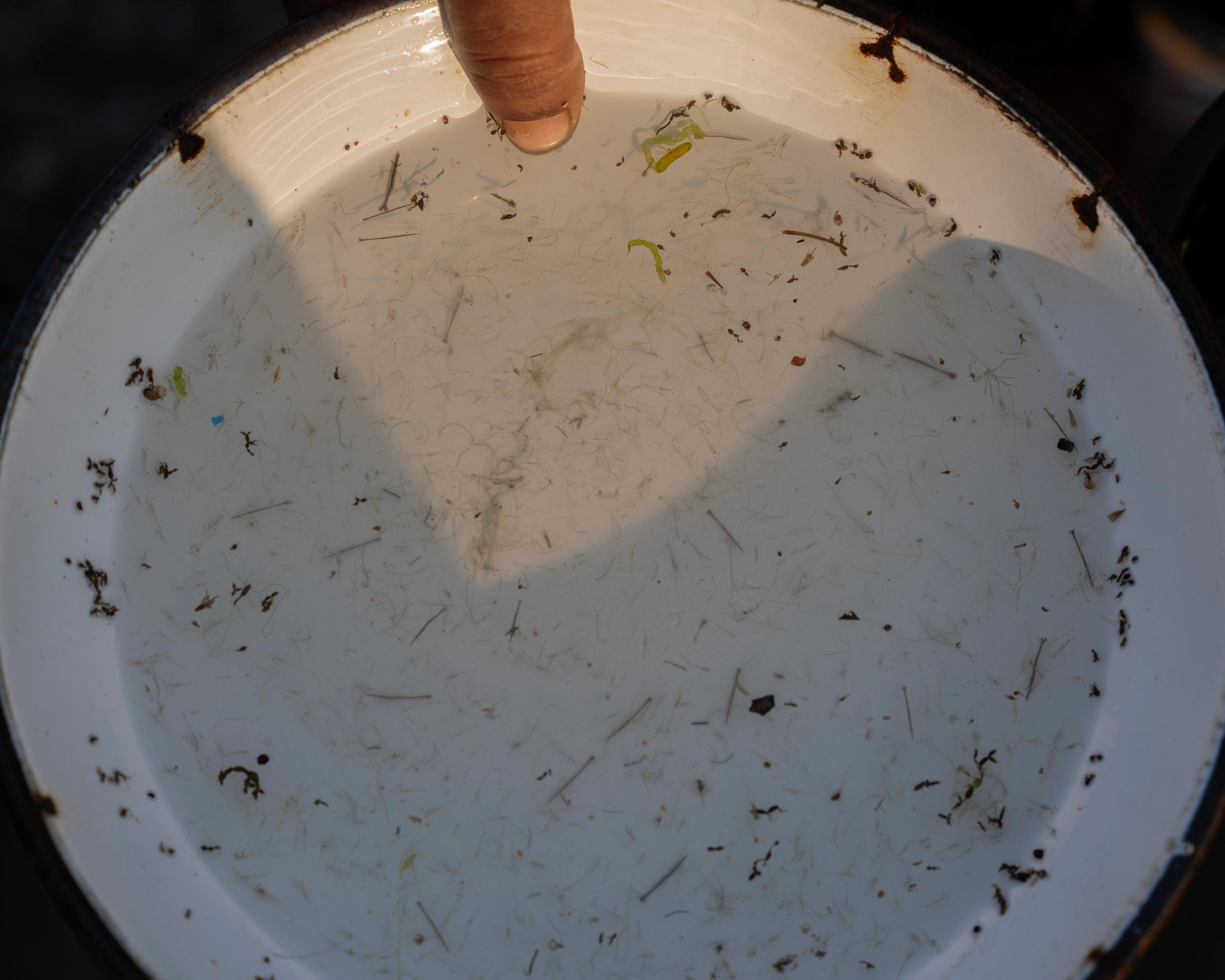 A bowl of water with tiny fry of shrimp visible