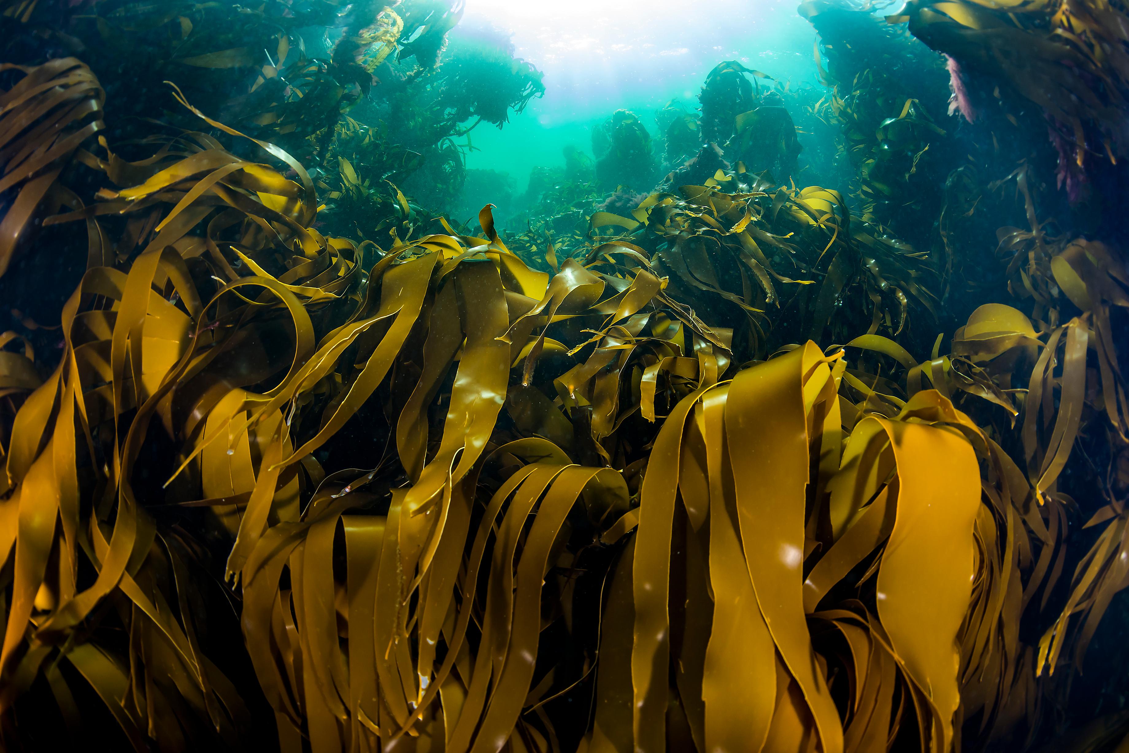 Kelp Forest