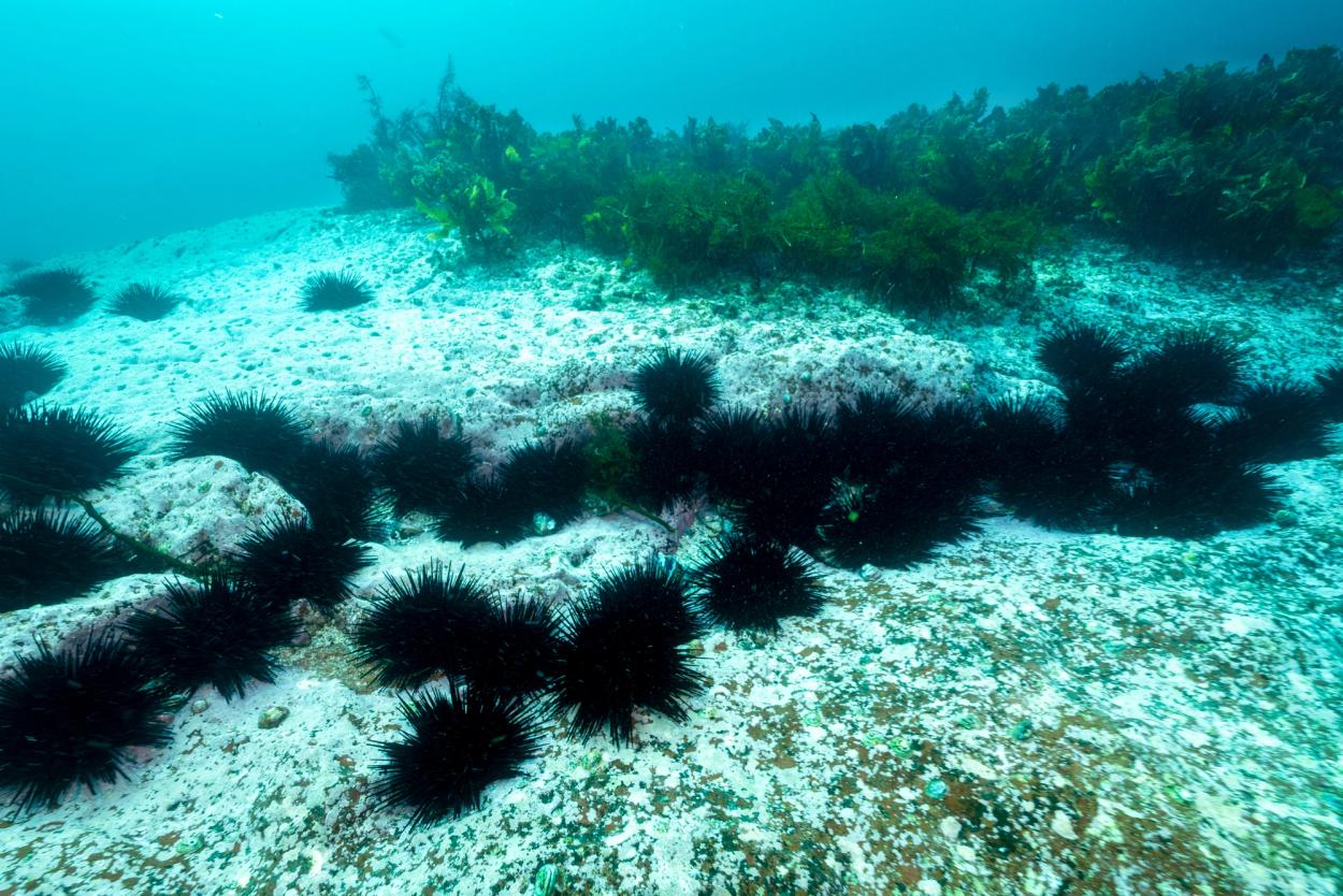 Long spined urchin barrens underwater showing seaweed in the background