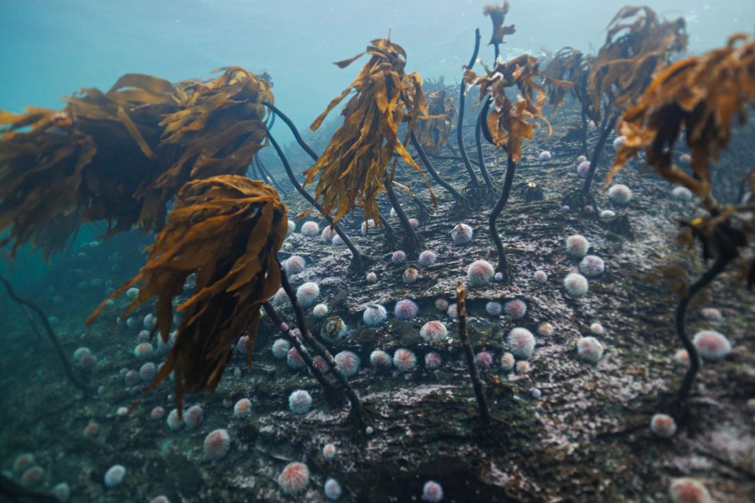 Red sea urchins also consume tangle kelp in Norway. ©Aleksander Nordahl