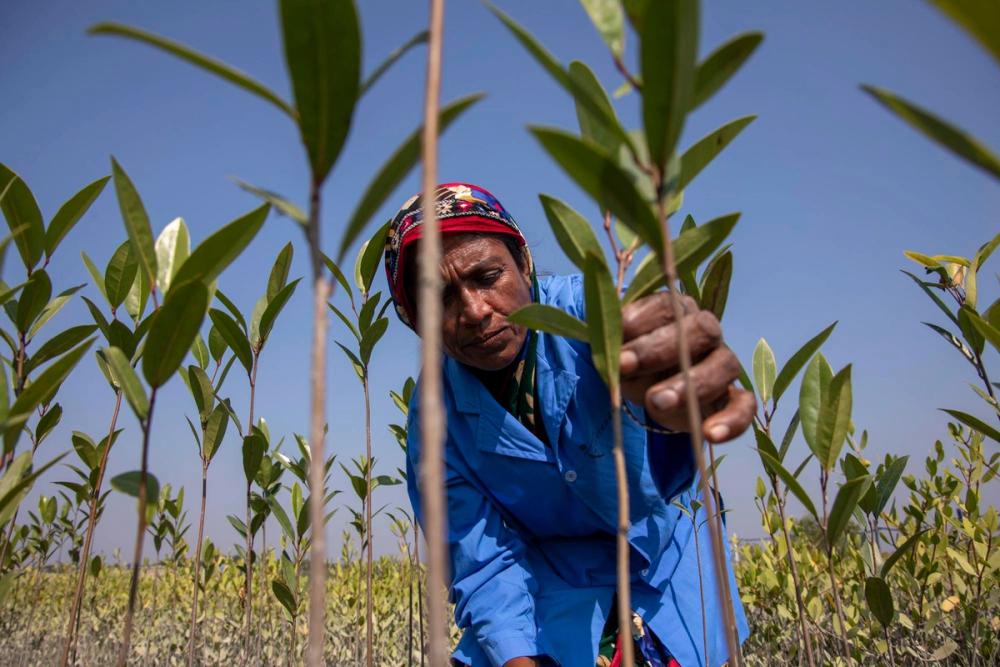 A woman tends a mangrove sapling.