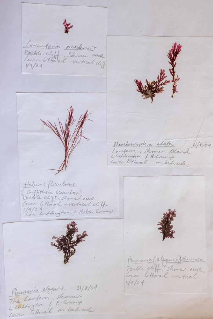 Pressed red seaweeds for herbarium