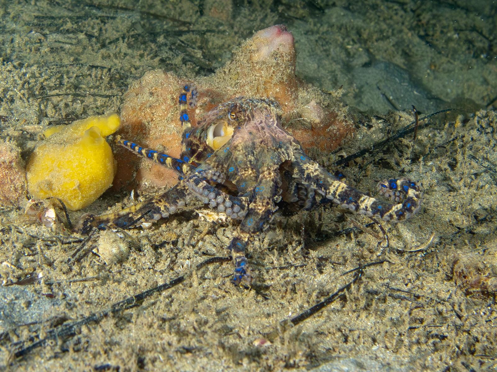 An octopus with blue, black and yellow marks