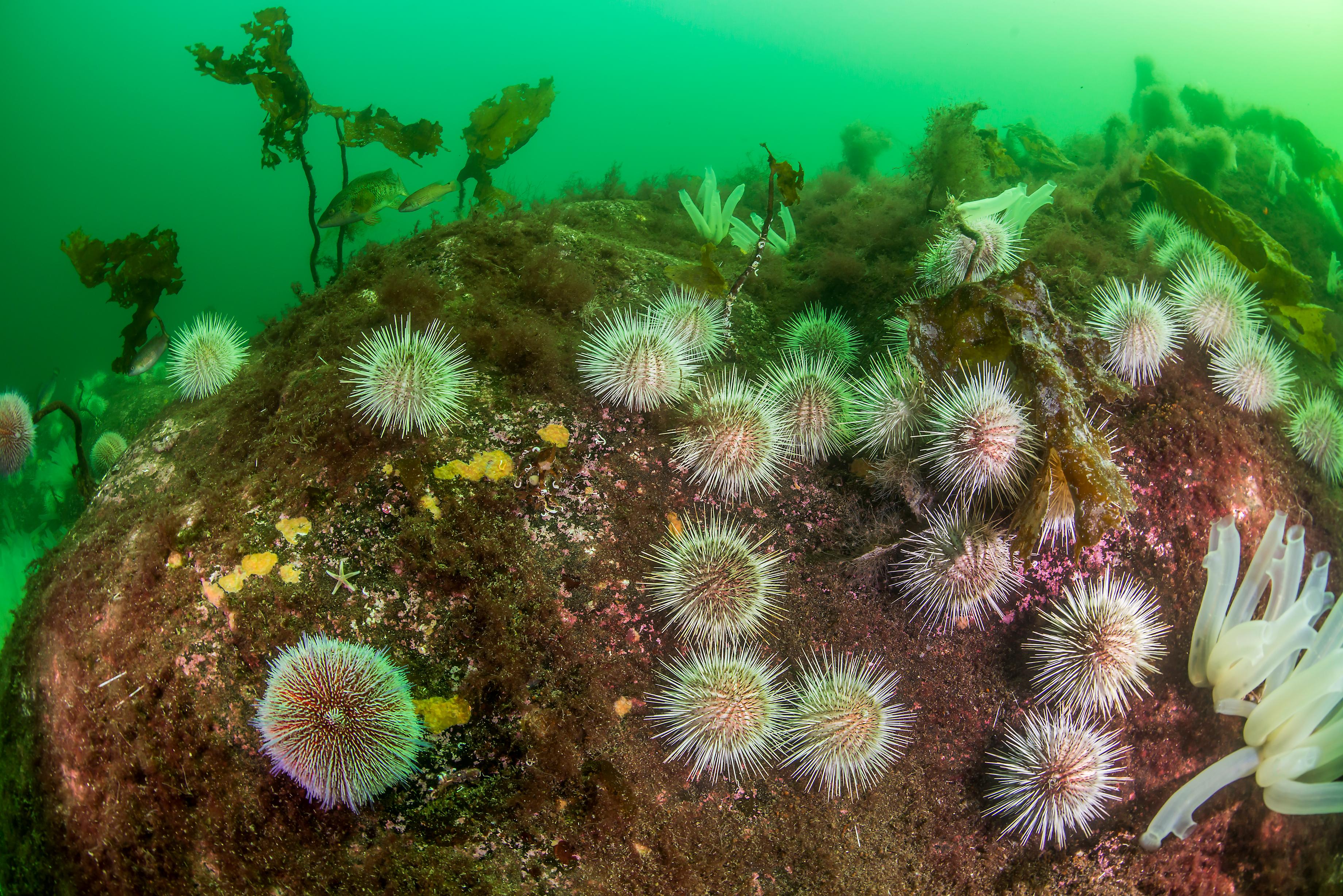 Gracilechinus acutus © Erling Svensen