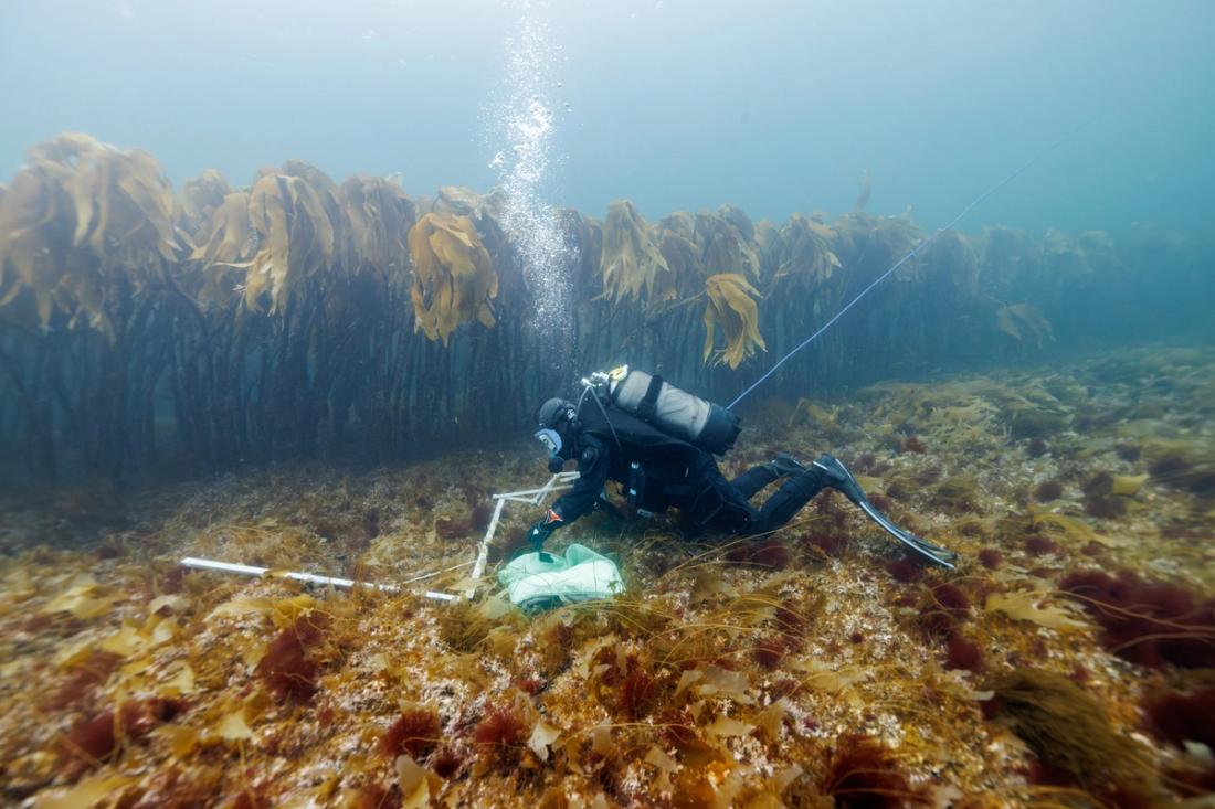 Underwater videographer passes a kelp forest