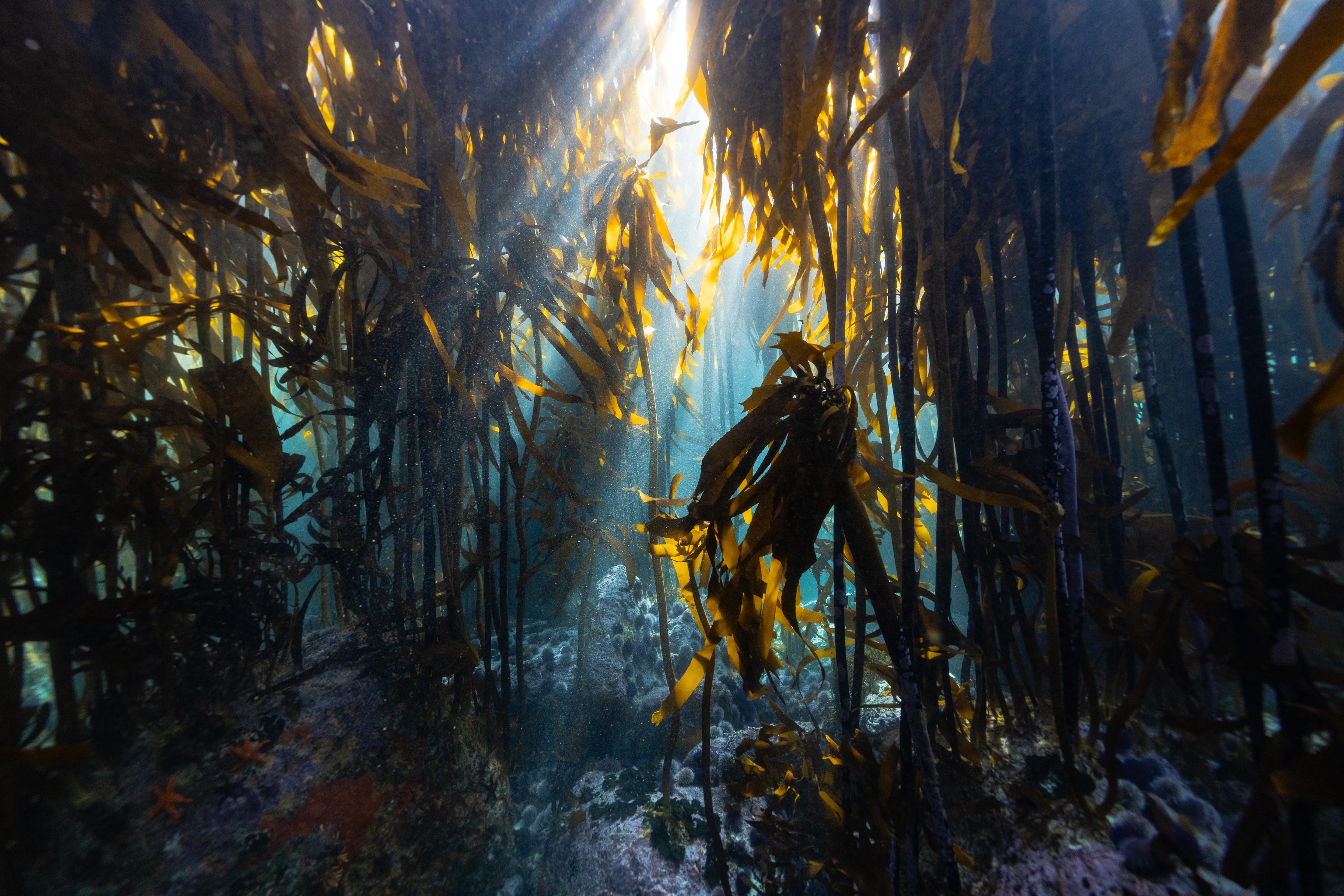 Landscape of kelp forest in cape town moody with light
