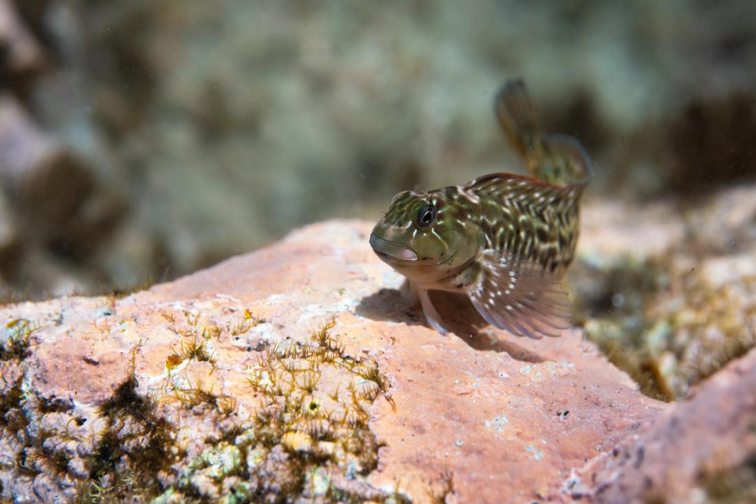 A small rockpool fish on pink rock